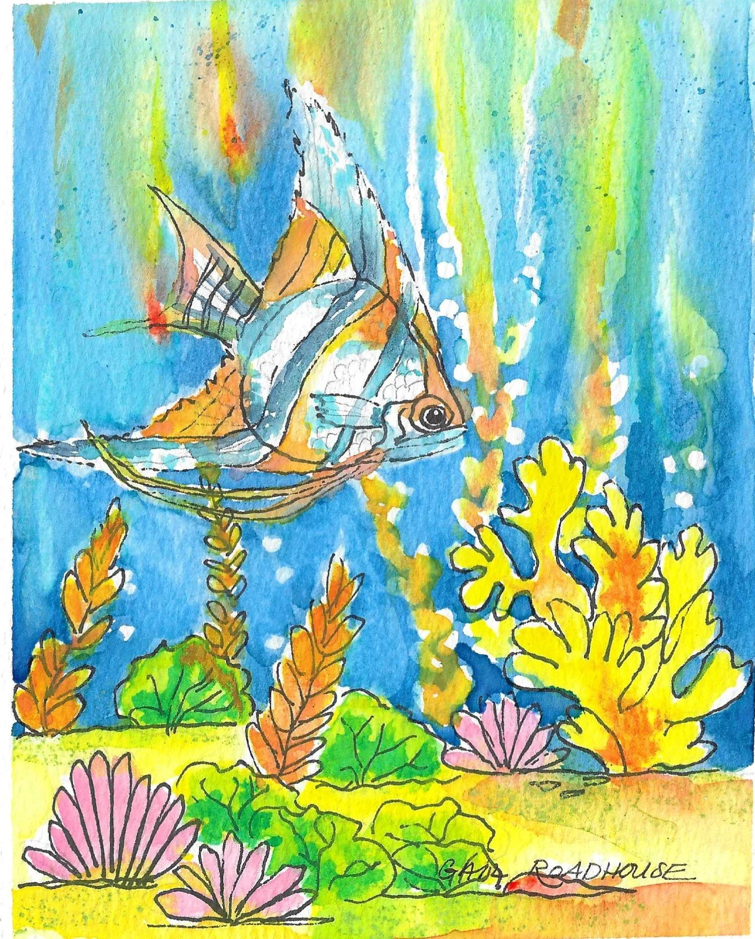 Altum Angelfish wx 5x7 4.jpg