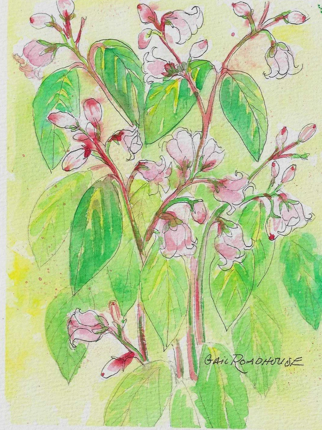 Snowberry Flower wc 2026.jpg