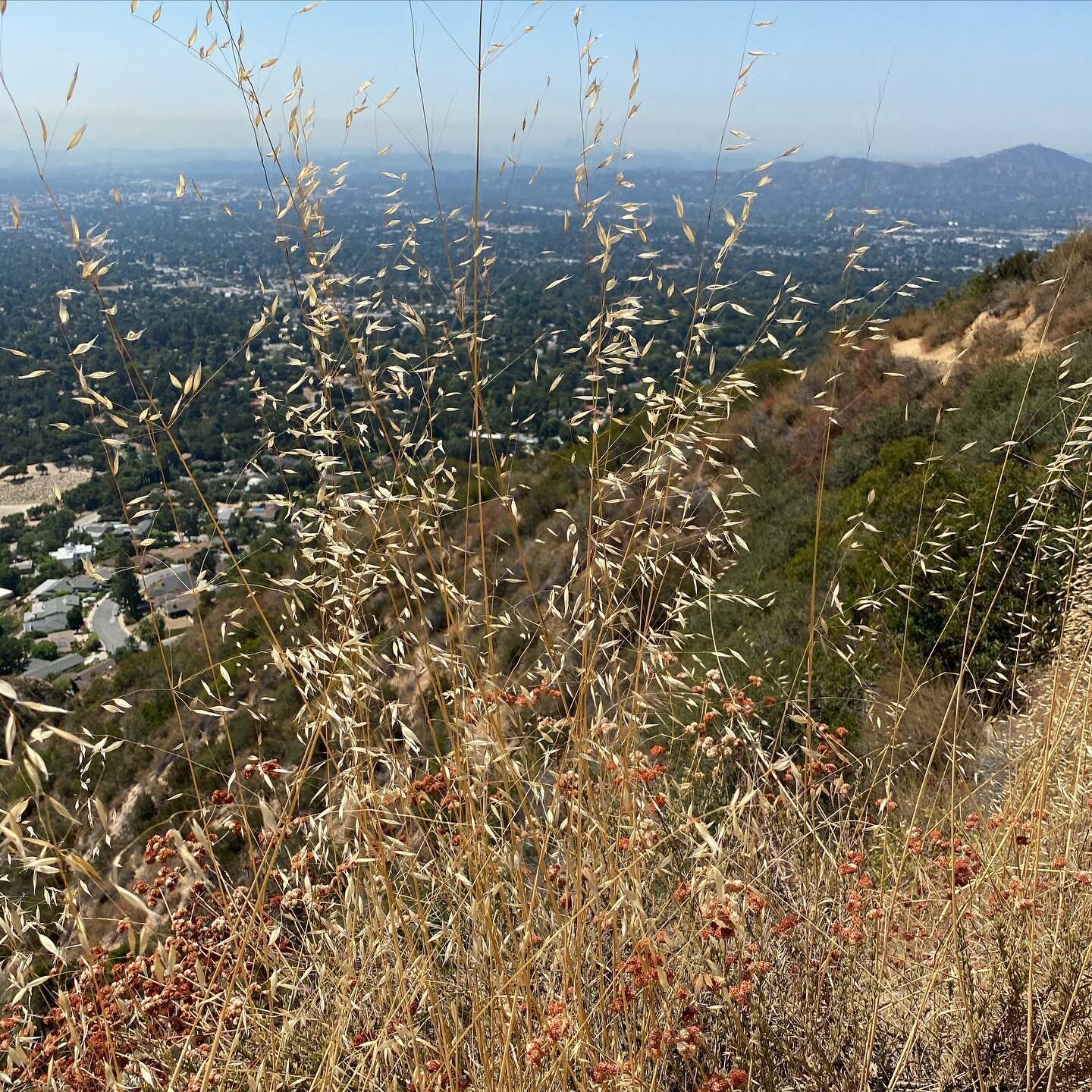 Slender Wild Oats 

Sit on this cliff with me for a few minutes. 

#pause #pauseandreflect #asmr #soundartists #soundhealing #soundbath #fieldrecordings #acousticecology #oatmeal #sangabrielmountains #hiking #losangeles