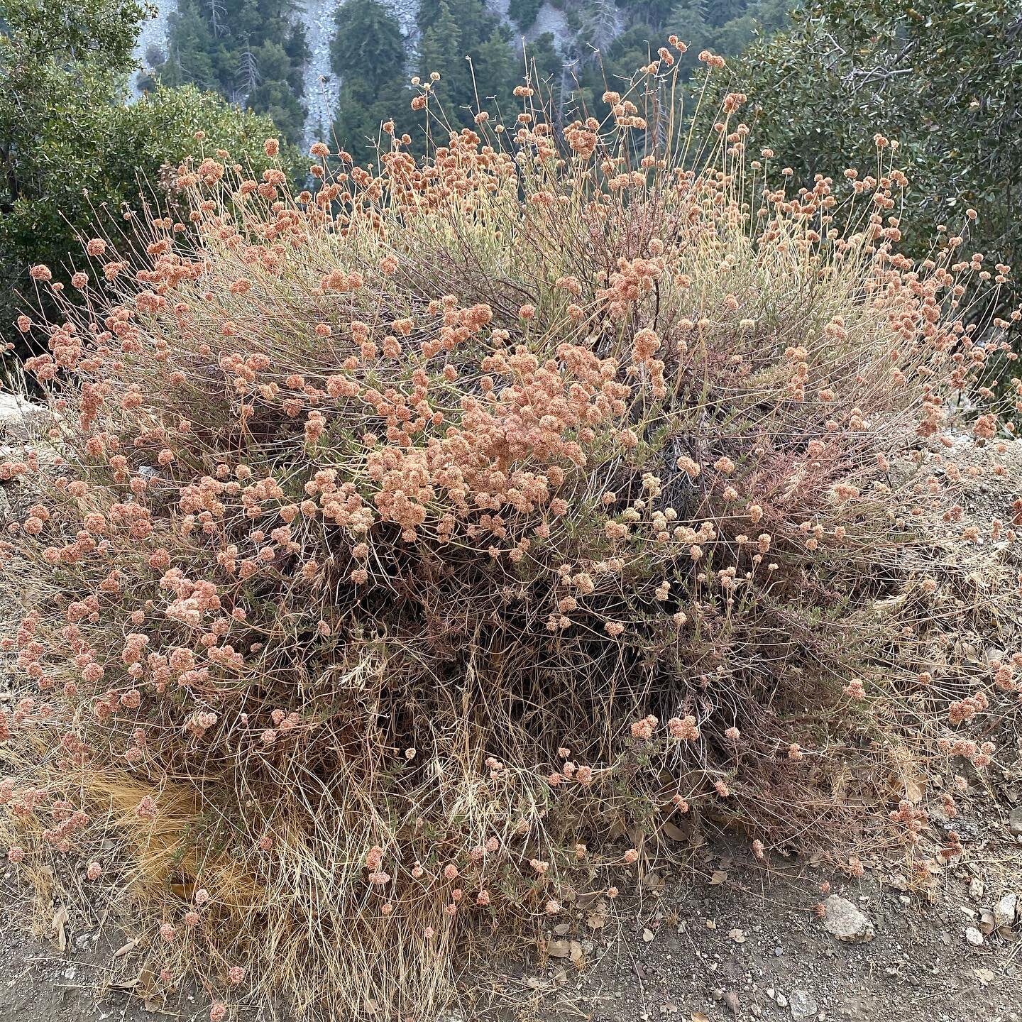 Episode 4 - California Buckwheat (and a bit of Spanish Broom) 

This area was partially burned in the Bobcat fire- please donate to the wildfire relief fund! (Link in episode description) 

This is my favorite episode for meditation so far - I recent