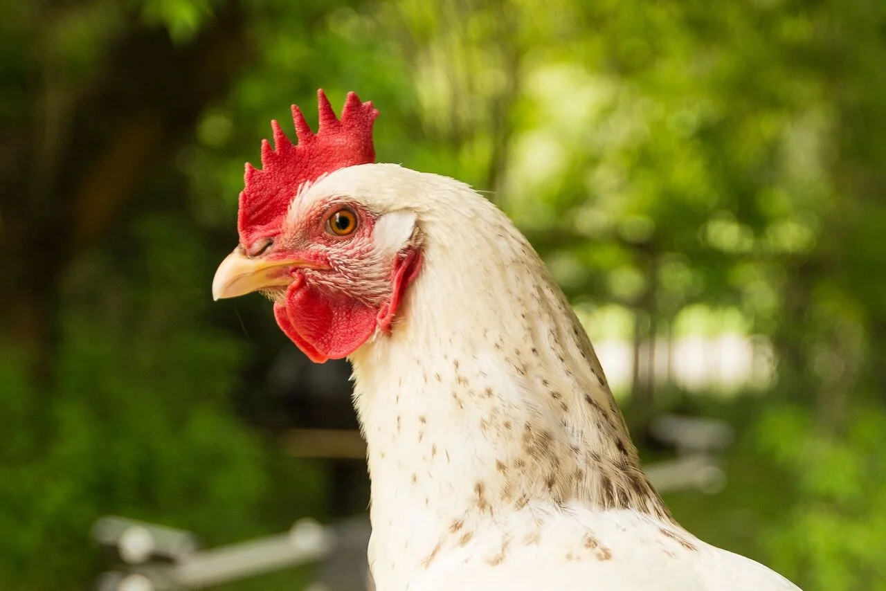 chicken 2.jpg