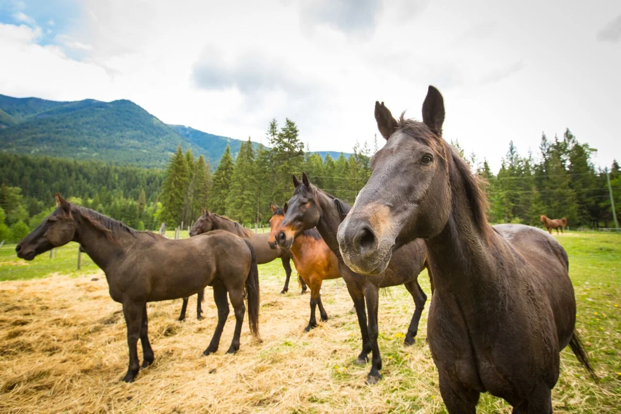 horse 2 copy.jpg