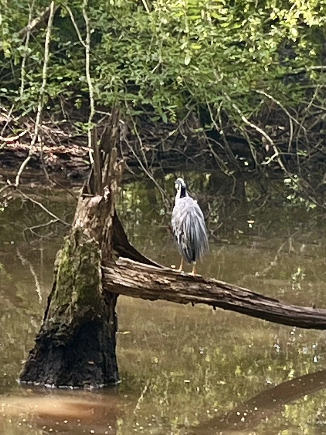 I spy something… blue!