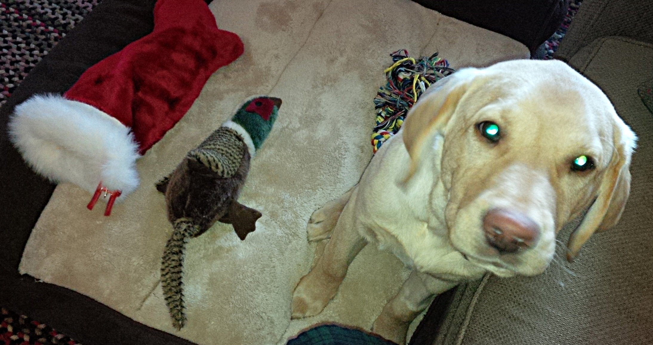 I may be relatively new to the blog-writing world (I know, I know. Who can be new to blogging in this day and age?), but I do know blurry photos are a bit taboo. I just can't resist showing the magic that came to me in my time of need. Puppy Karma. 