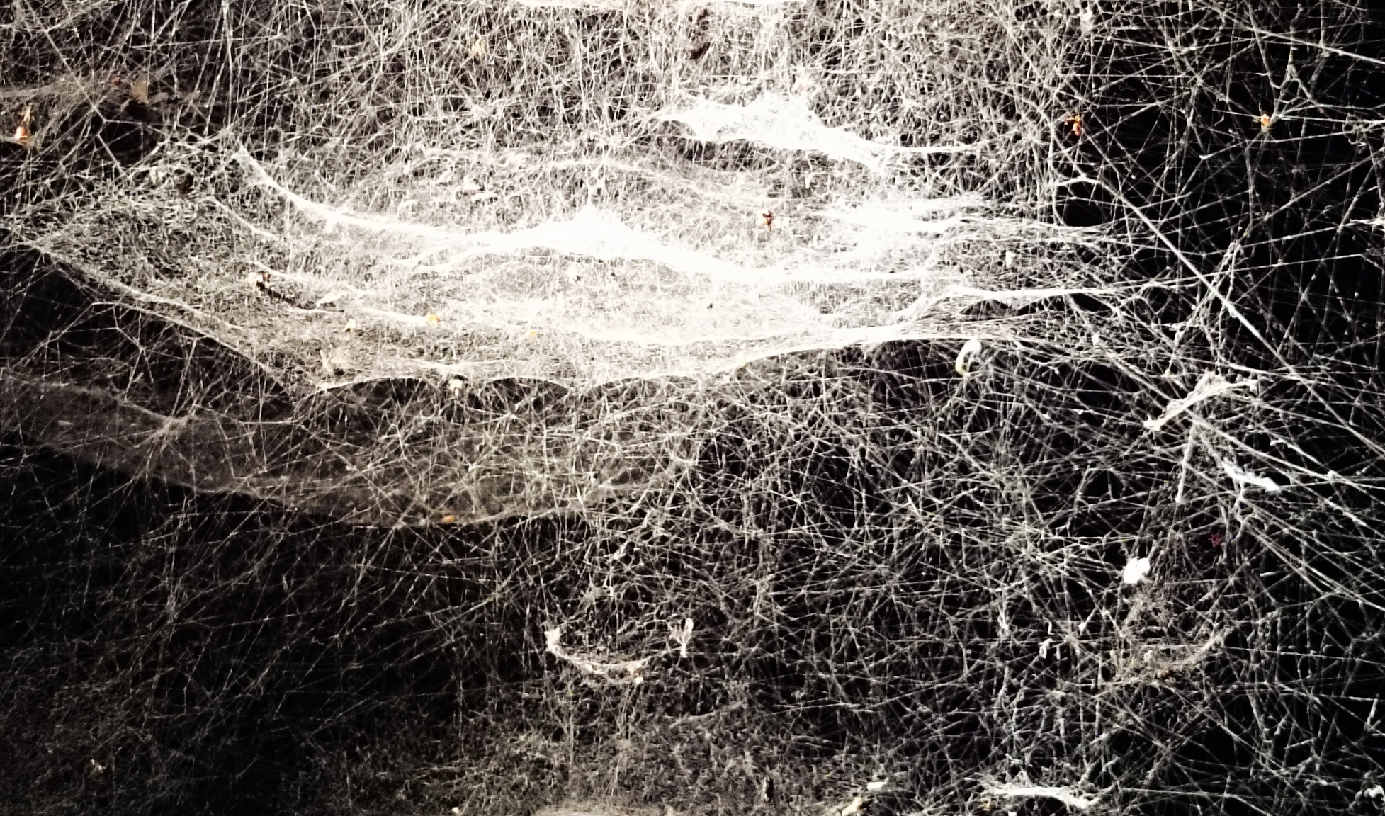 DSC_1180b.png