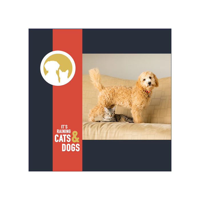 Raining-Cats-&-Dogs-Promo-Card-Front.jpg