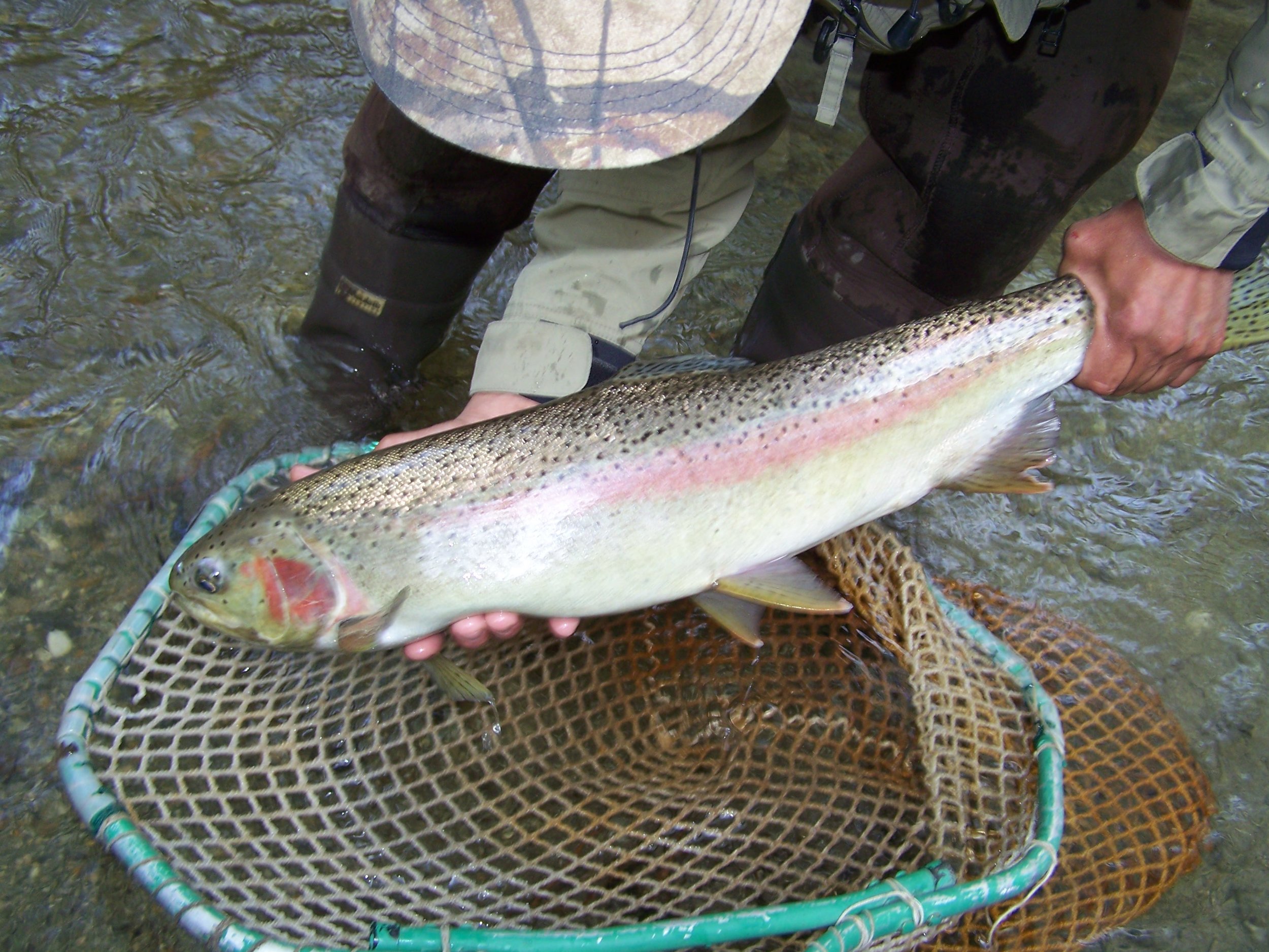 female steelhead arnold1.jpg