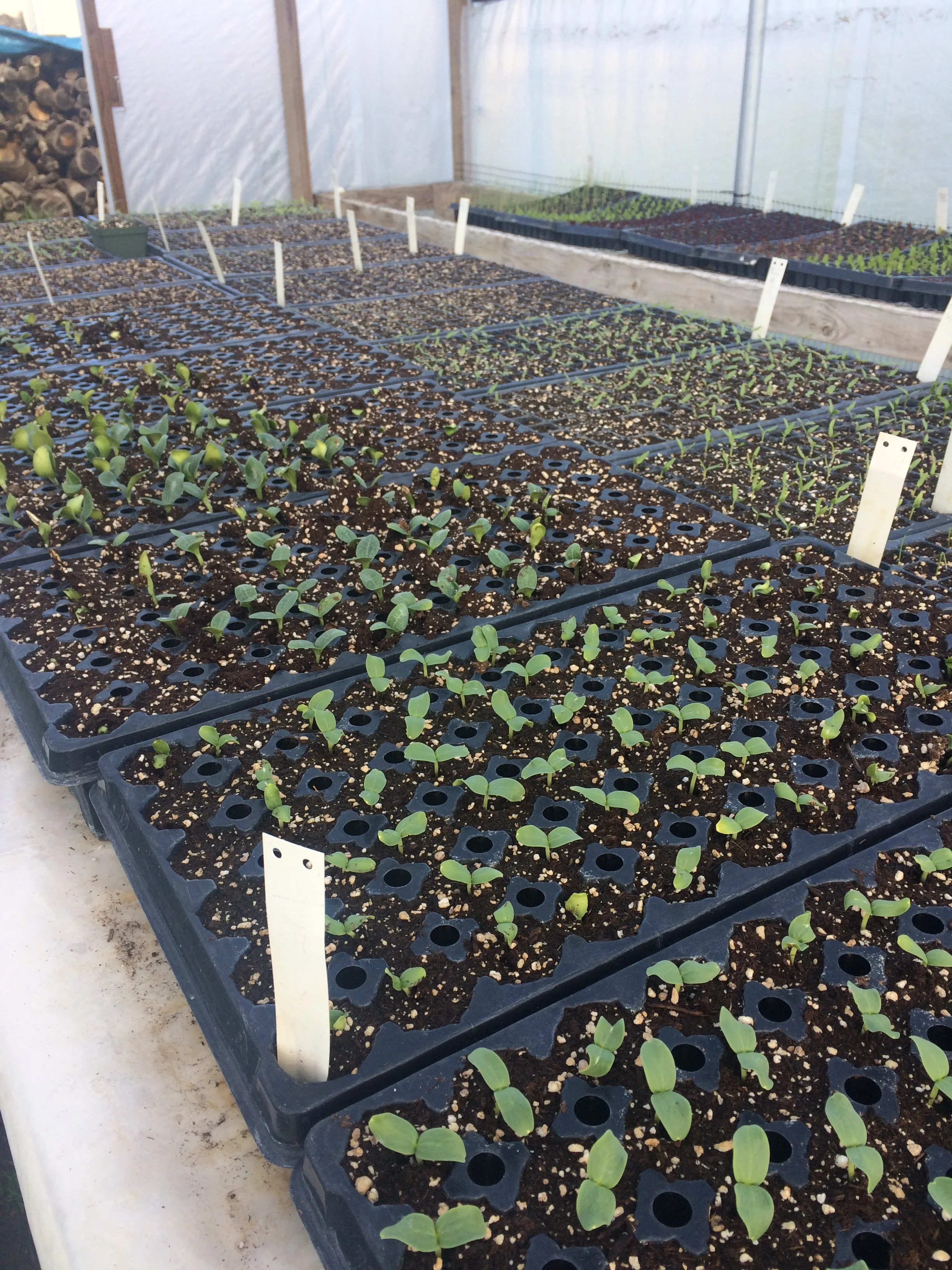 Consider the cotyledons