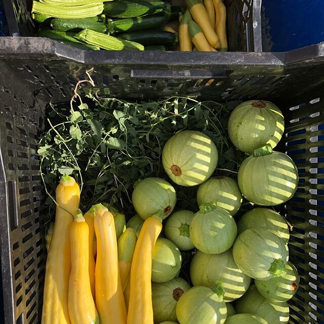 What happens when you have so many summer squash that you run out of crate paper to line more crates, but you don&rsquo;t want to walk back to the packing shed to get more?... cue in bind weed as a crate liner. Because everything has at least one thi