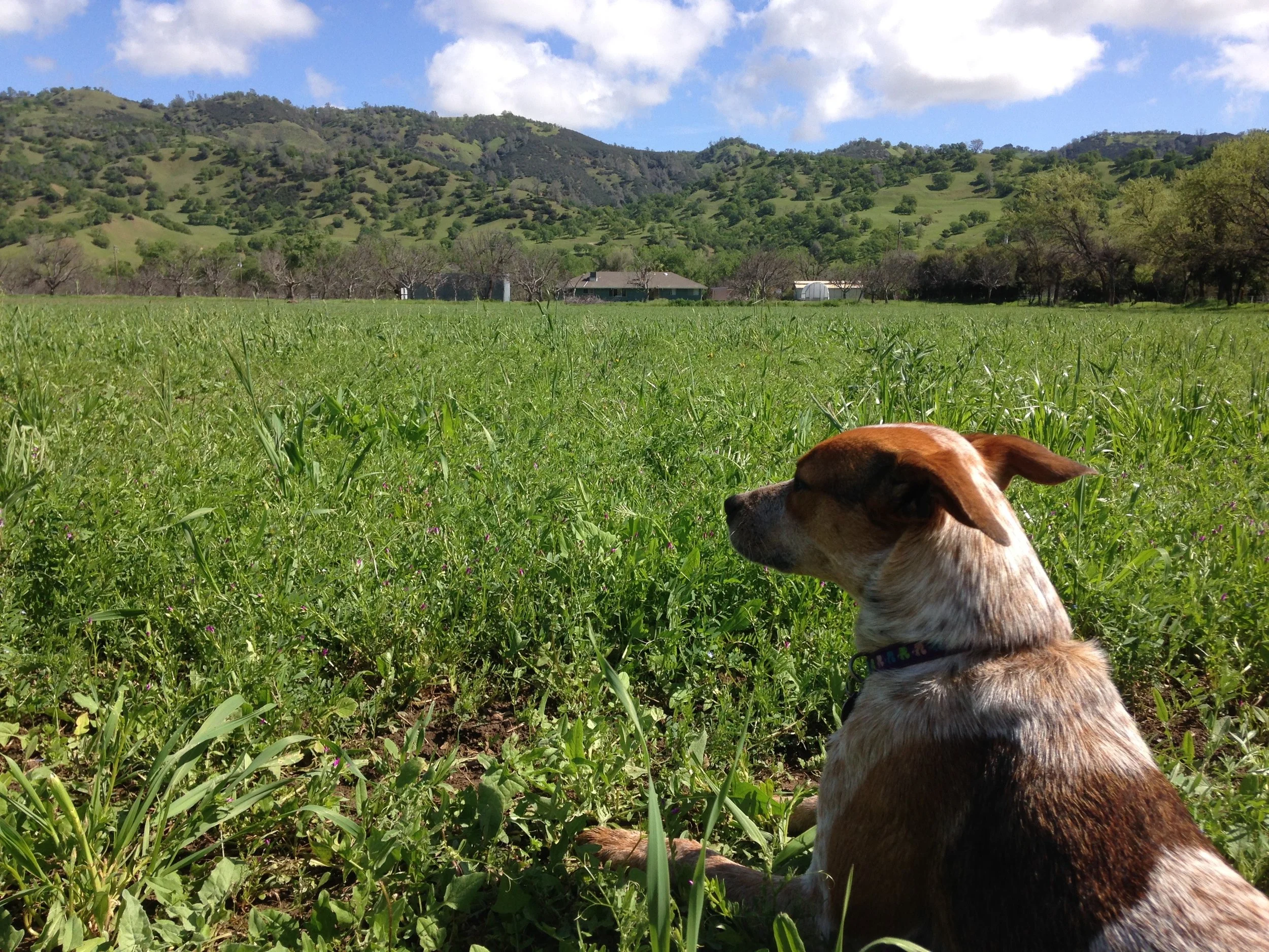 Pages from a Farmer: Four-Legged Farmers
