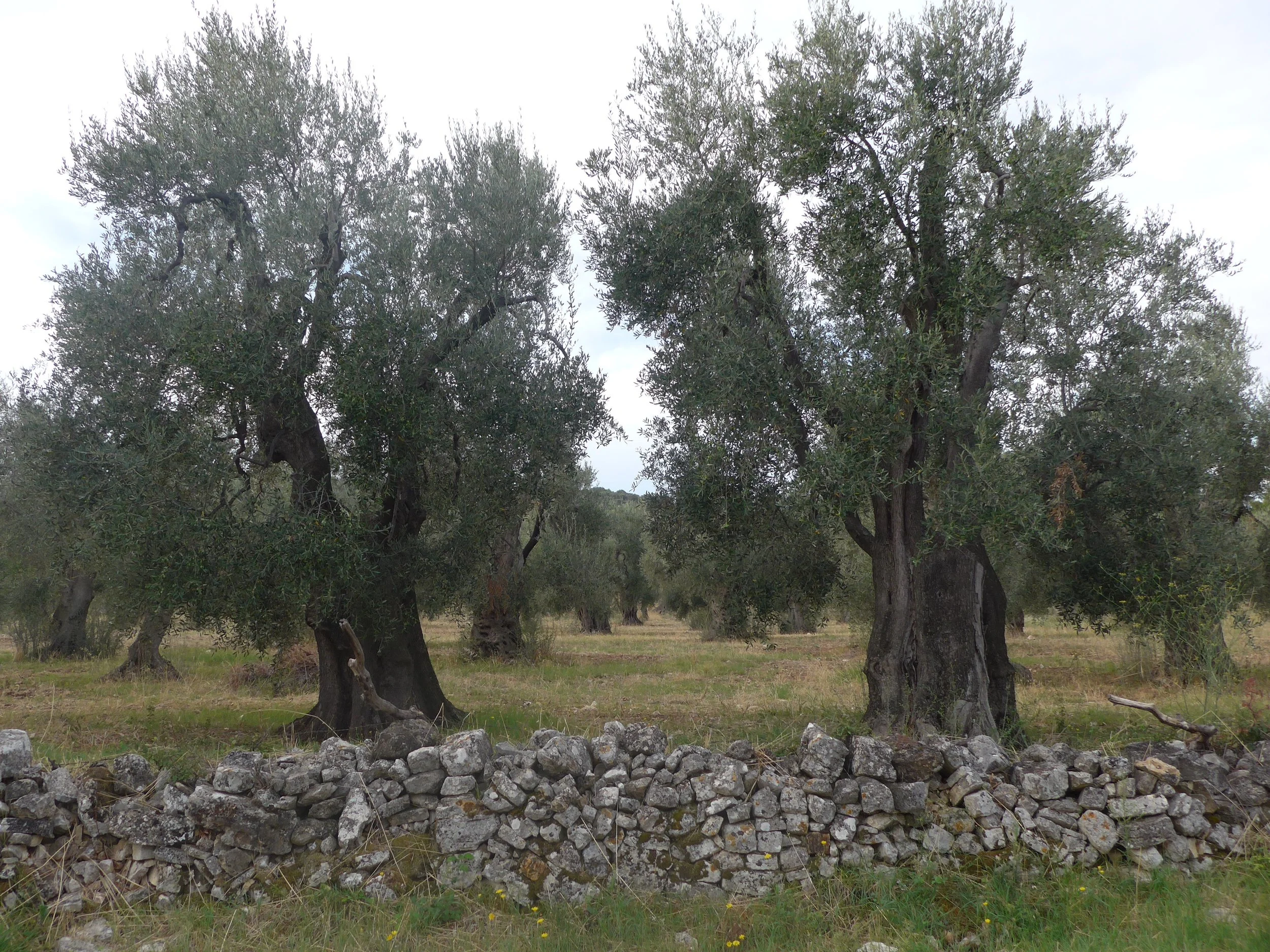 Pages from a Farmer: All hail Athena and her gift of olives