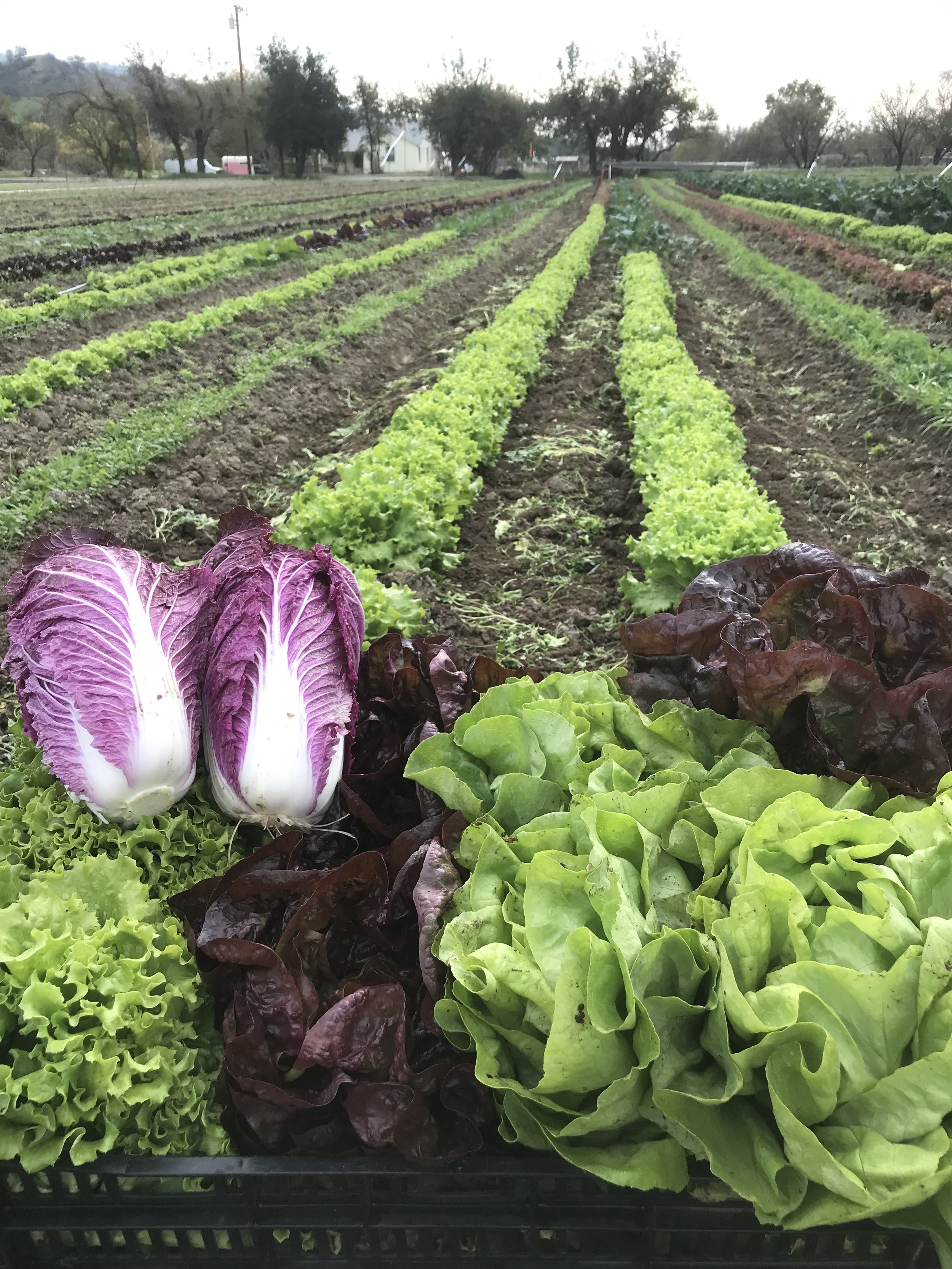 Pages from a Farmer: Eating with the Seasons