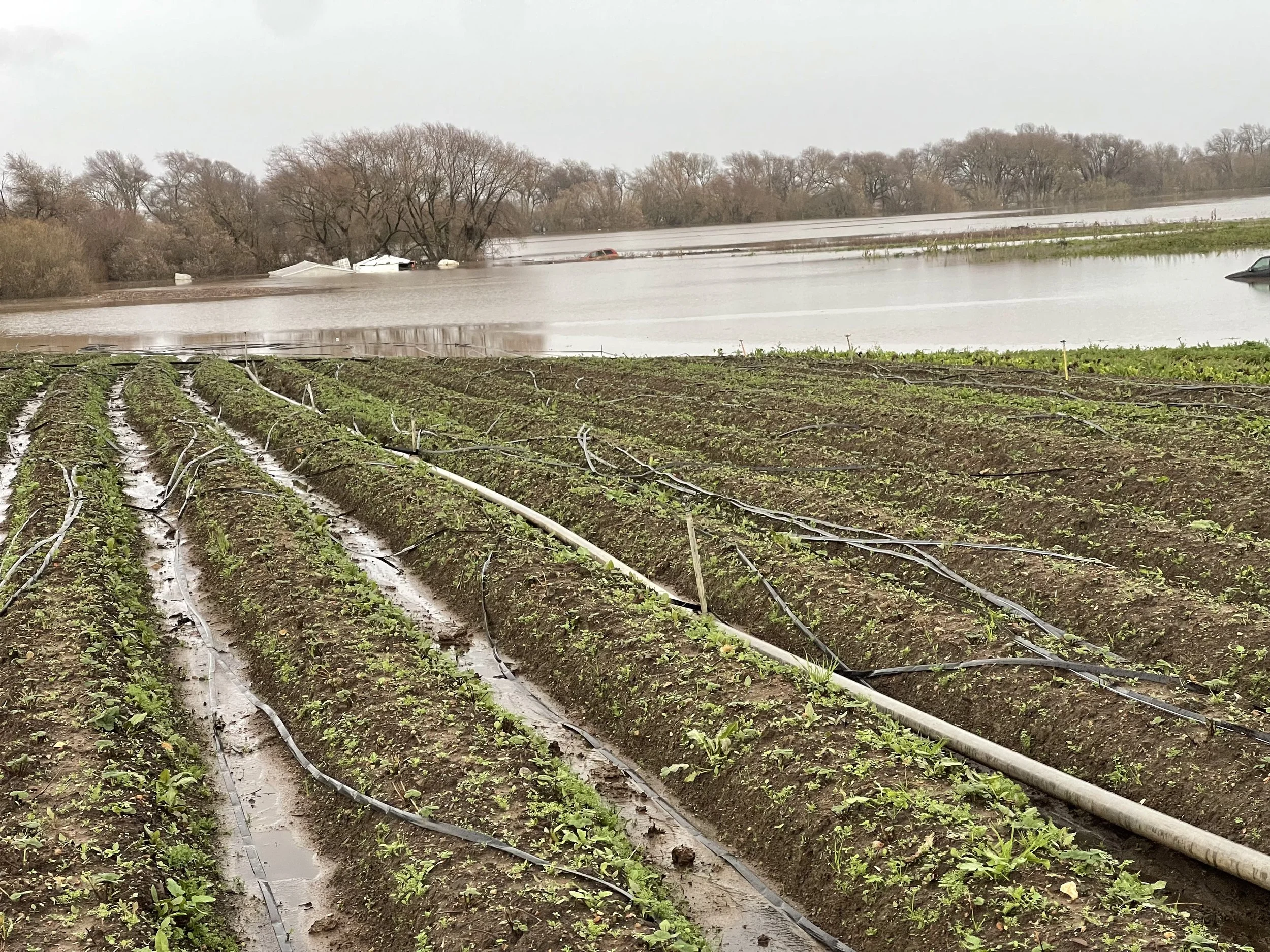 Pages from a Farmer: How did rain affect California farmers?