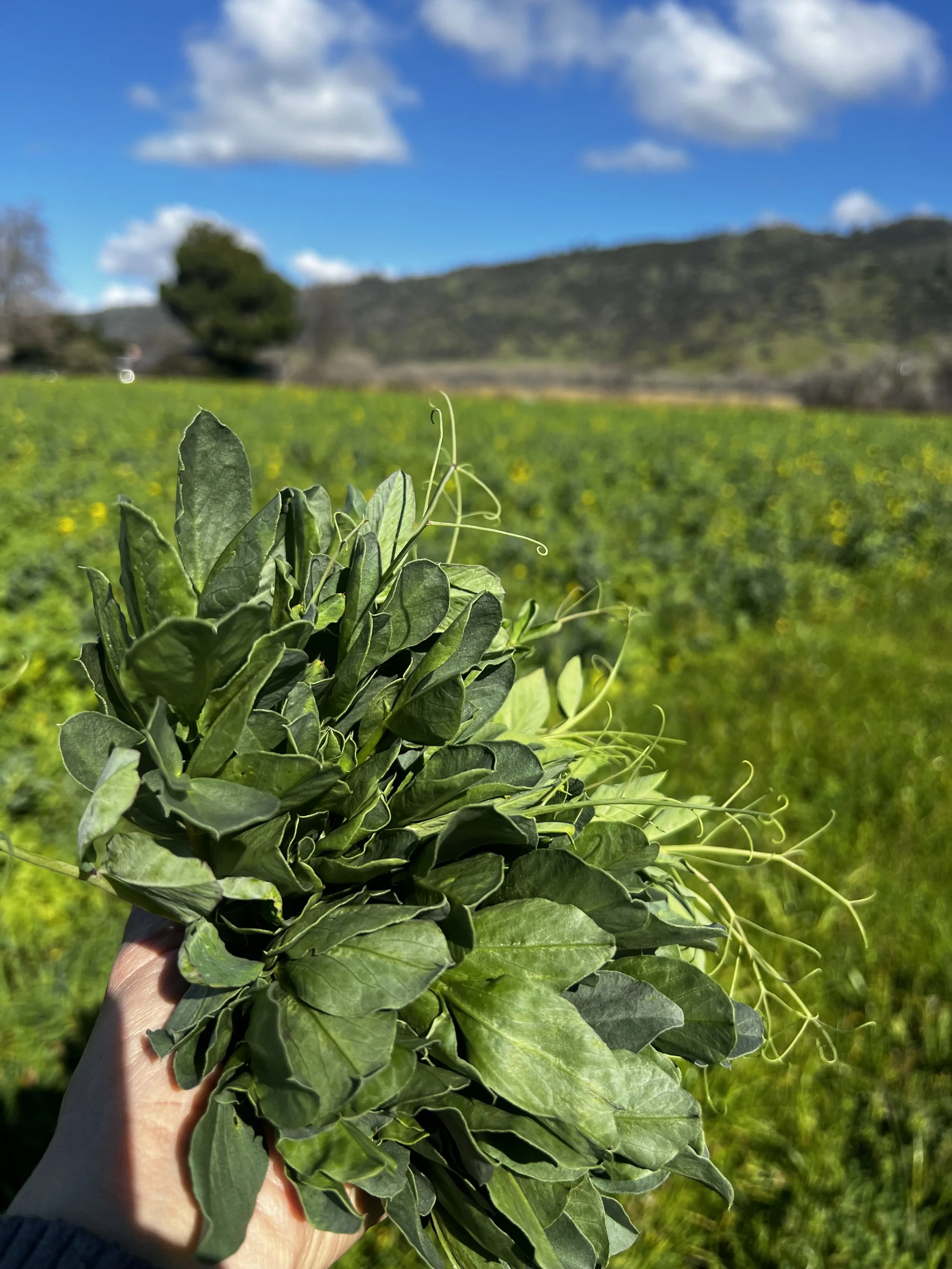 54. Pages from a Farmer: Growing Nutritious Food