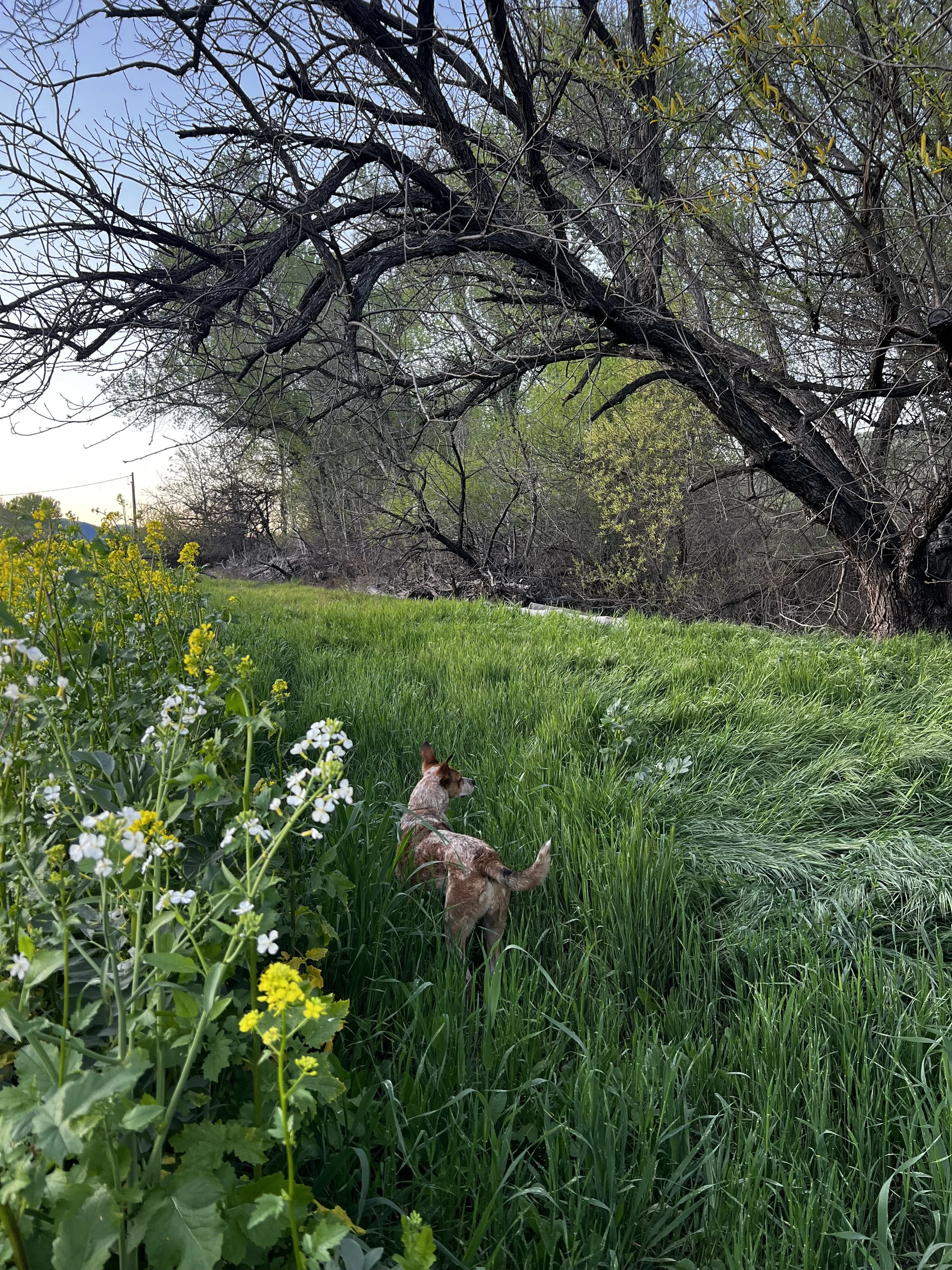 55. Pages from a Farmer: Spring on the farm
