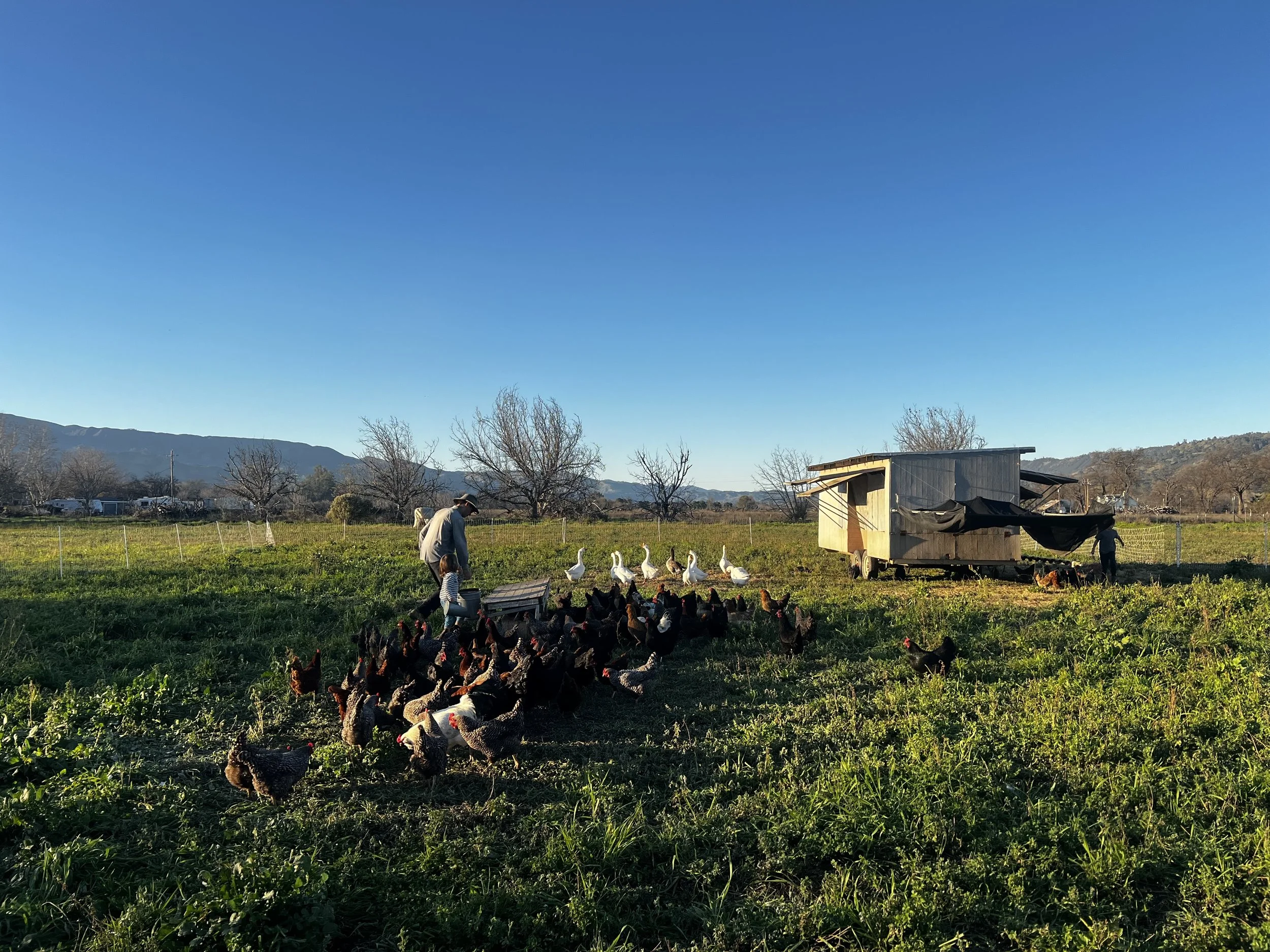 56. Pages from a Farmer: The True Cost of Chickens on a Farm
