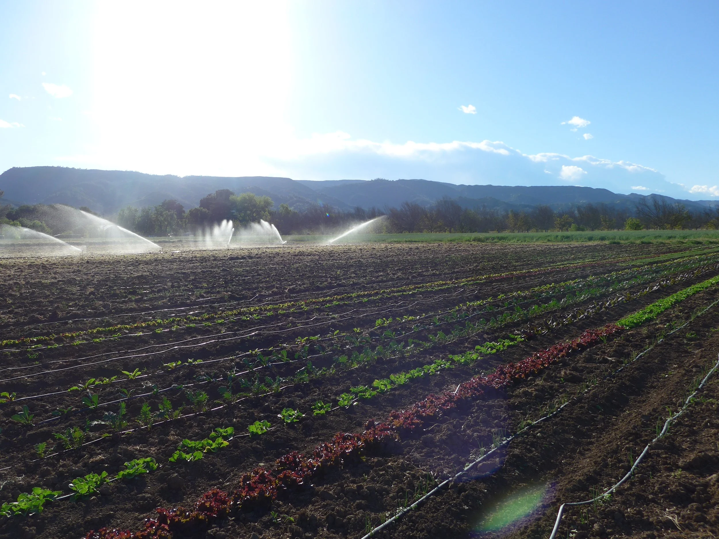 33. Pages from a Farmer: The plastic footprint of a small farm
