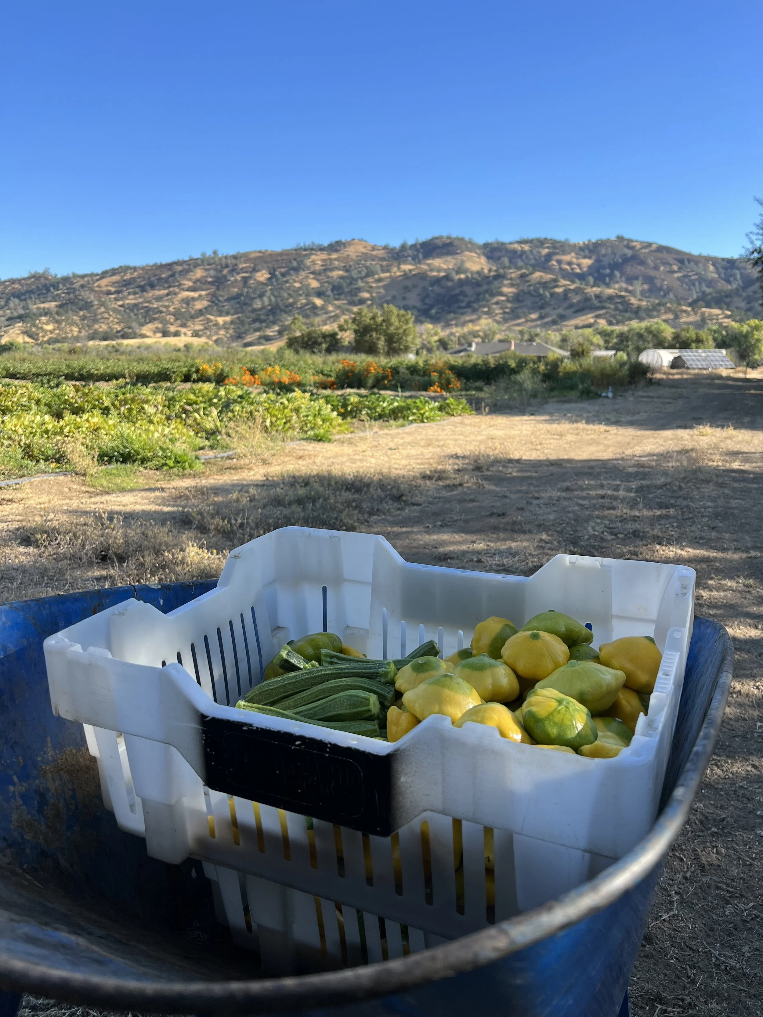 37. Pages from a Farmer: Land security for farms in California