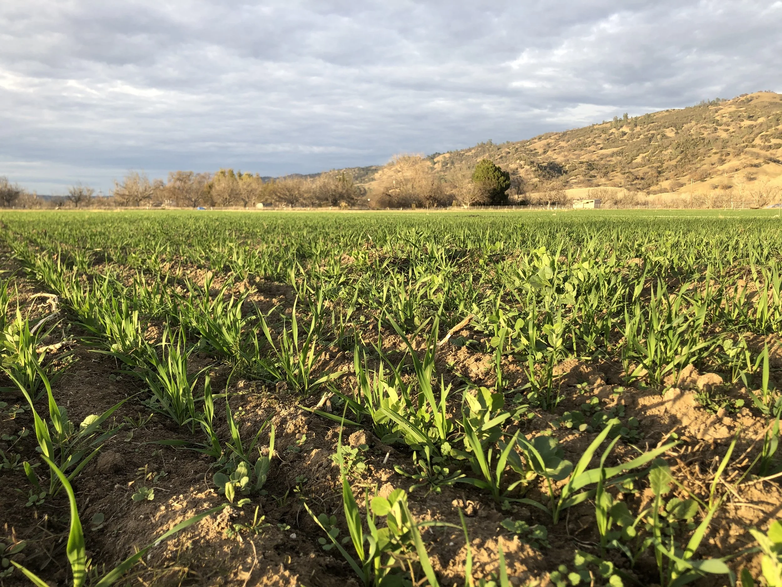 39. Pages from a Farmer: A Little Bit of Data
