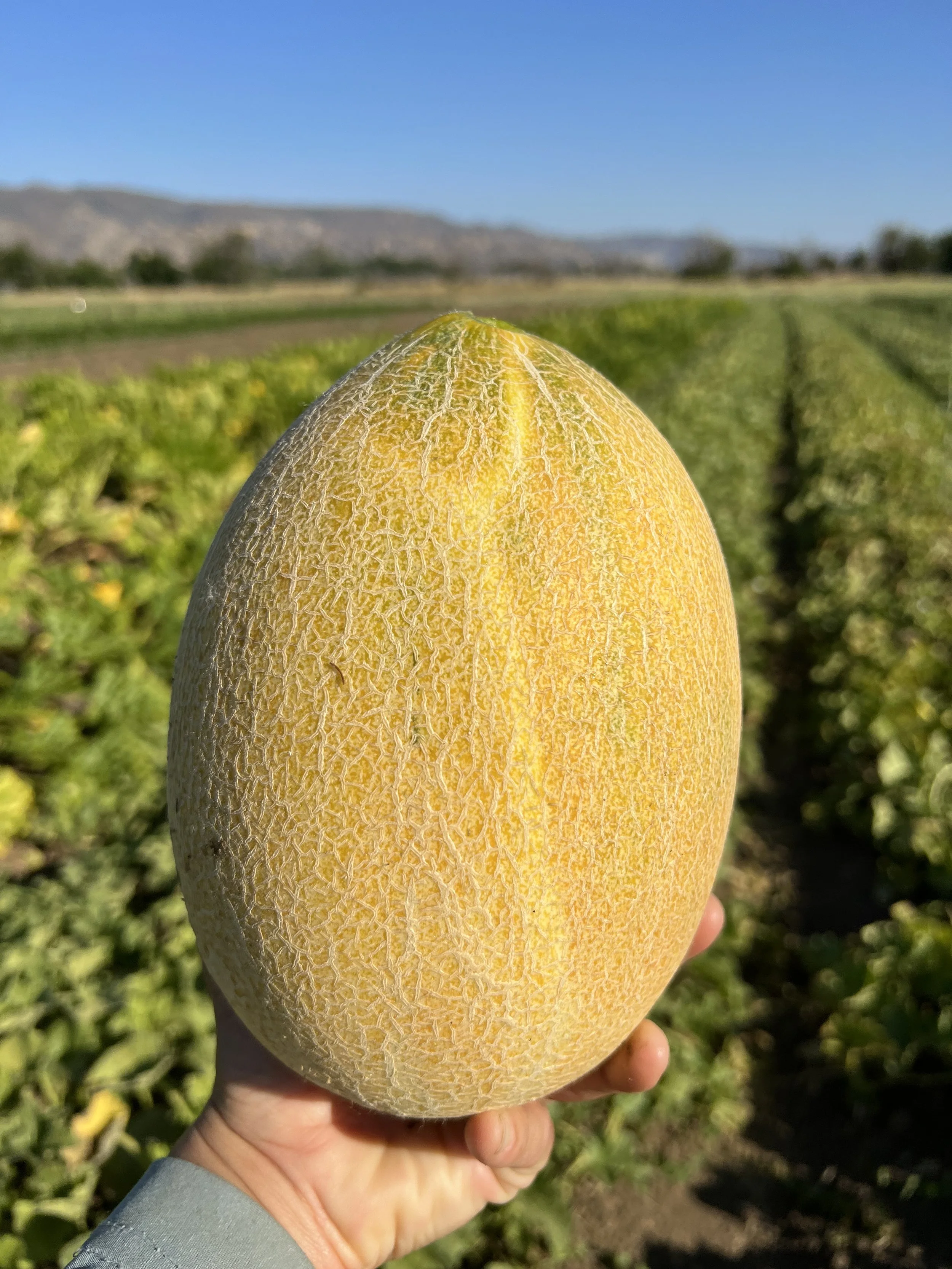 41. Pages from a Farmer: Fruit is here!