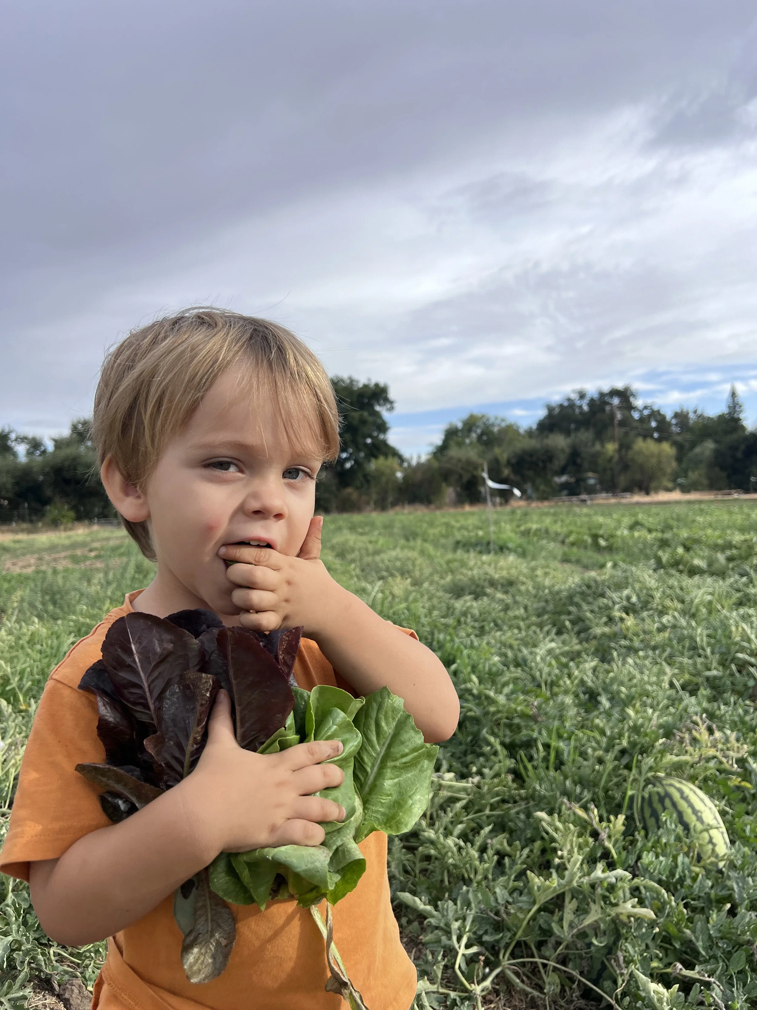43. Pages from a Farmer: Shoulder Season September
