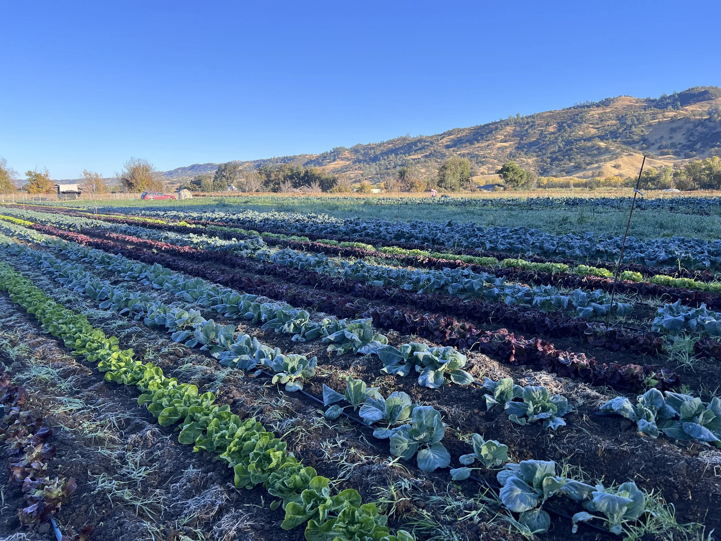 44. Pages from a Farmer: An Ode to Frost