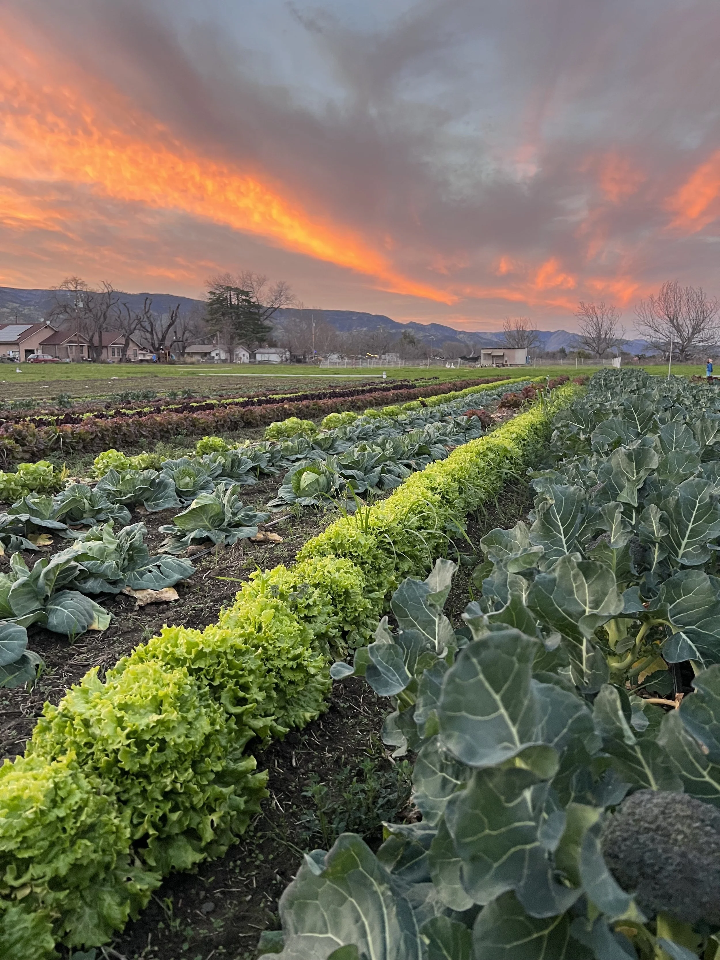 45. Pages from a Farmer: What Makes a Successful Farmer