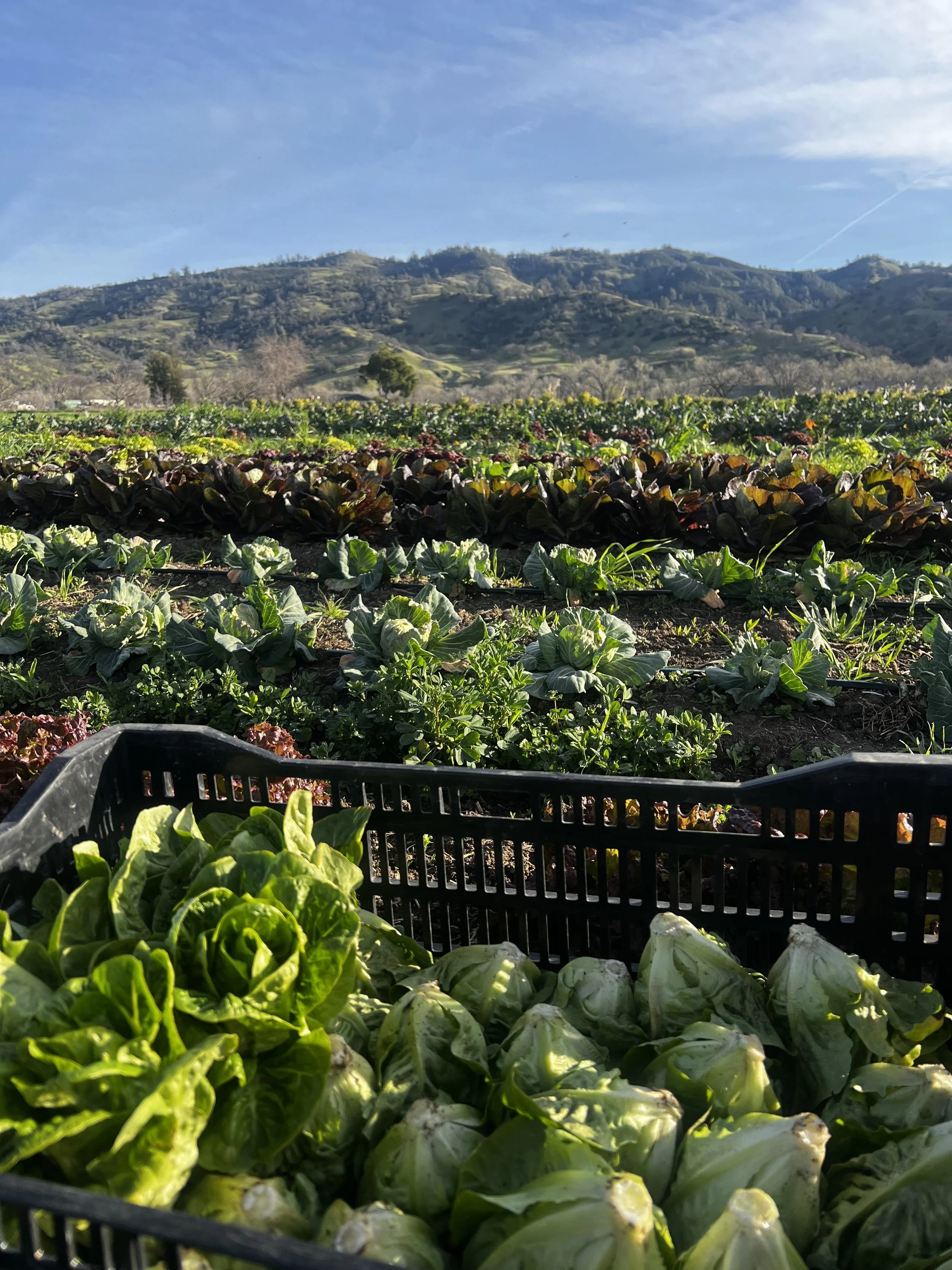 46. Pages from a Farmer: Celebrating Beginnings