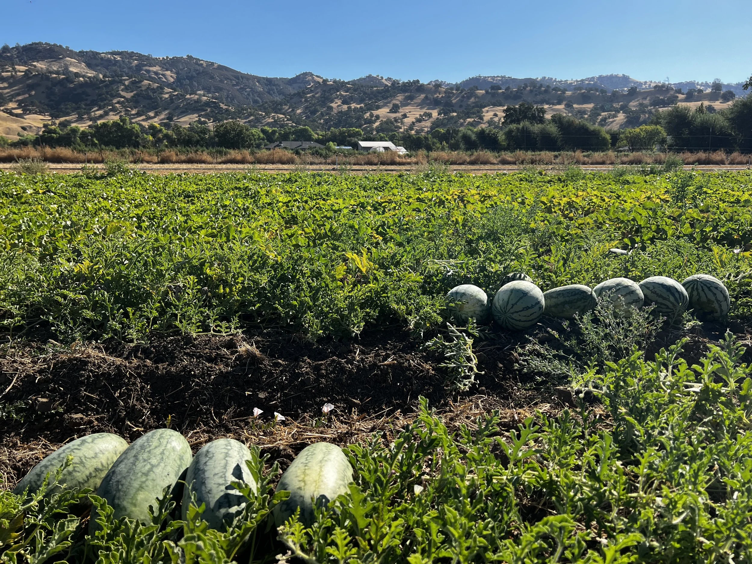 51. Pages from a Farmer: A week in August