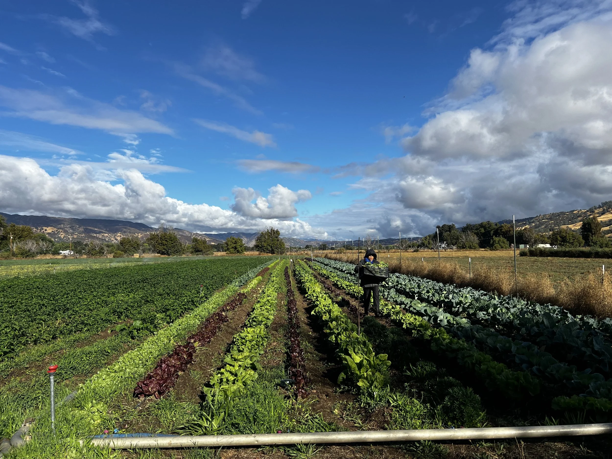 52. Pages from a Farmer: How Funding Cuts and the Government Shutdown Affect a Small California Farmer