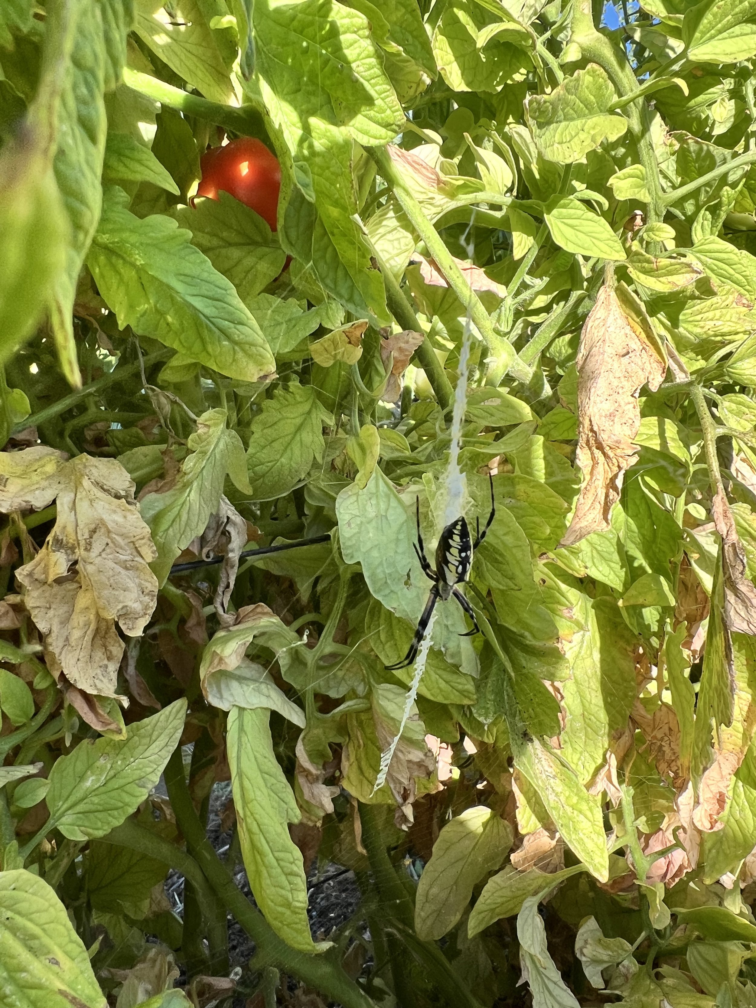 58. Pages from a Farmer: Spiders are our Friends