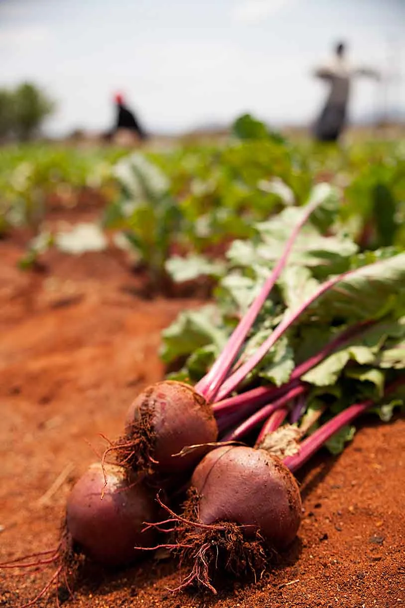 In the Limpopo Province of South Africa, CARE is supporting a community garden. The proceeds from the veggies these women sell in the market empower them to improve their lives and the lives of their families.
