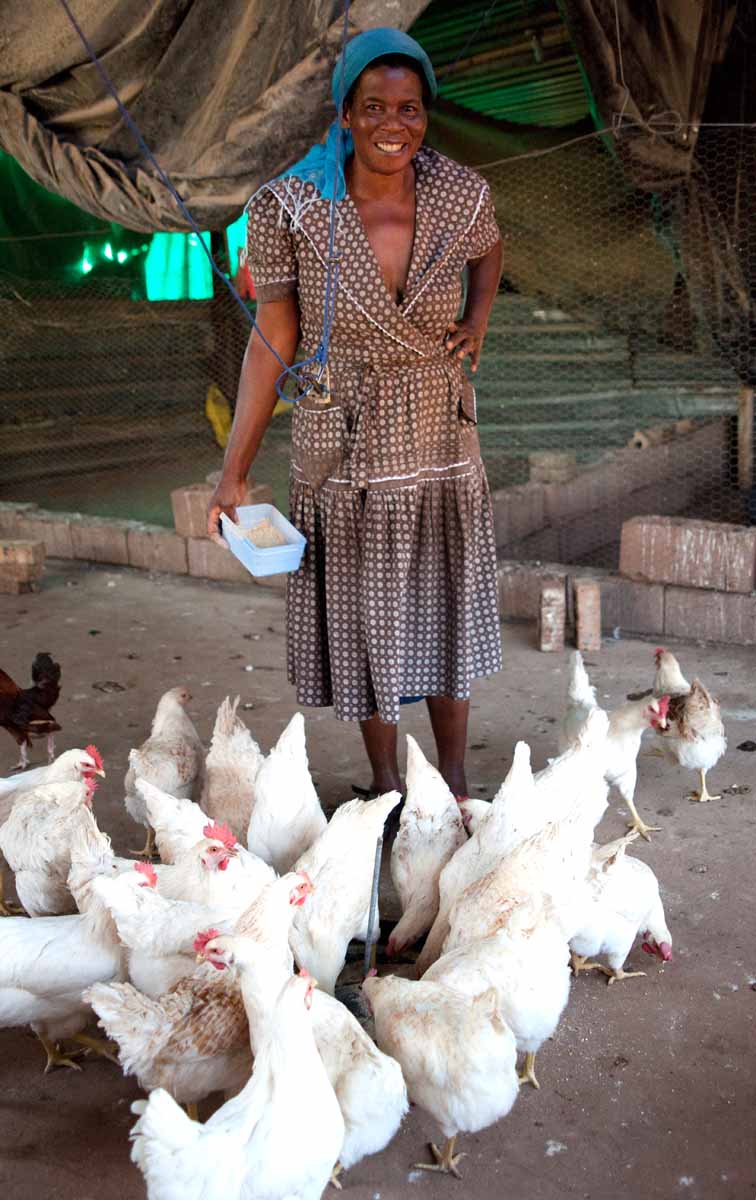  She had a flock of chickens which she tended to carefully. 