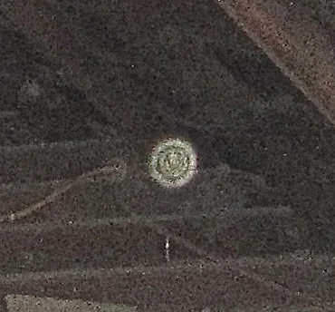 IMG_2184 - Version 3.JPG