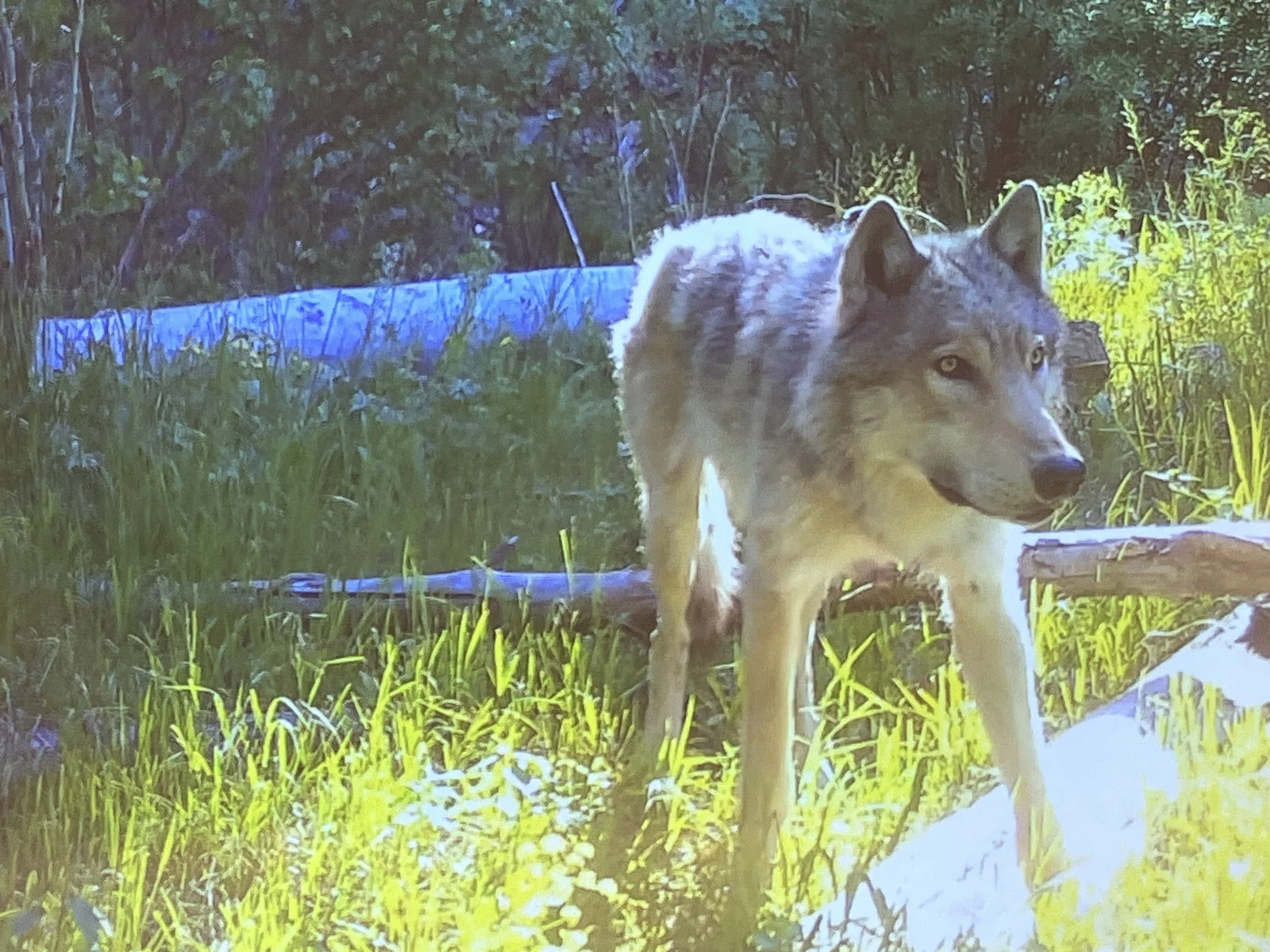 A wolf in the Wood River Wolf Project study area