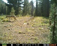 A wolf captured by a camera trap. Two days earlier, a flock of sheep were in the same spot in central Idaho.