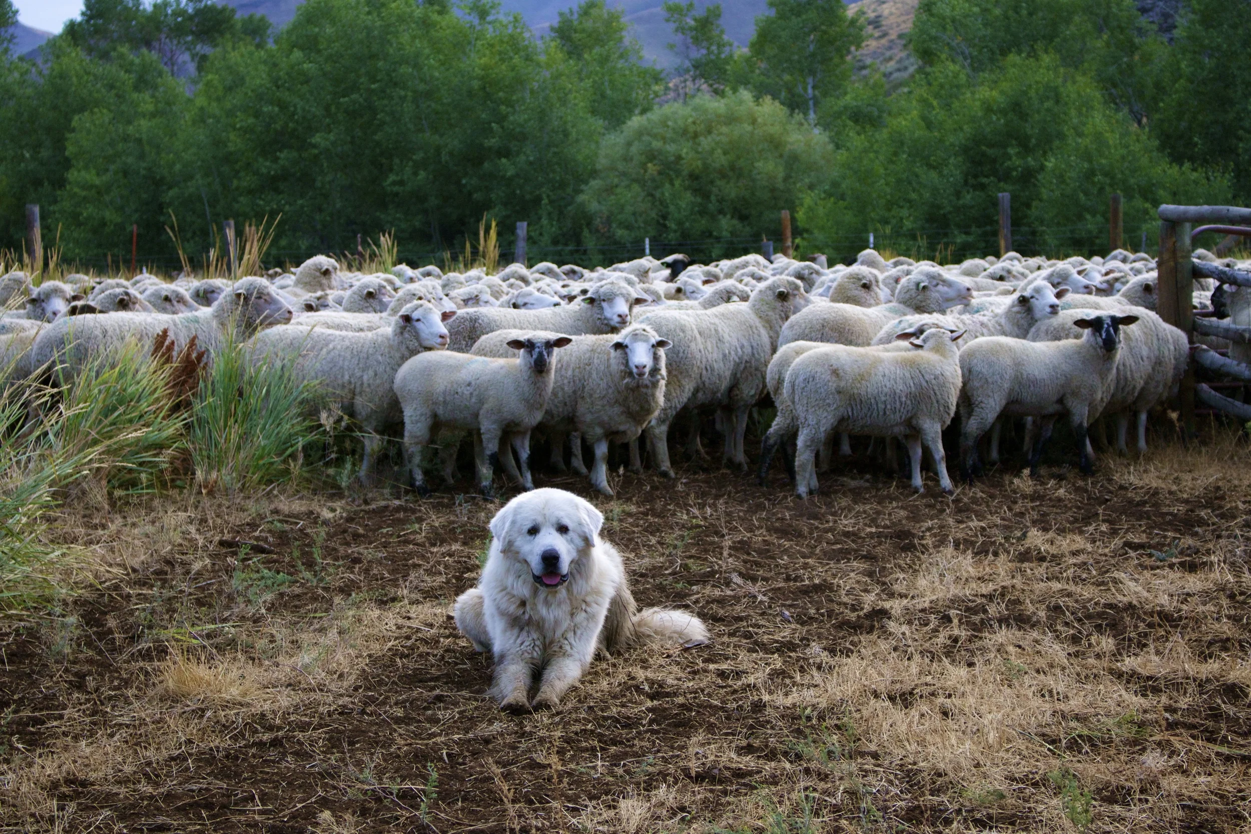 great pyrenees spiked collar