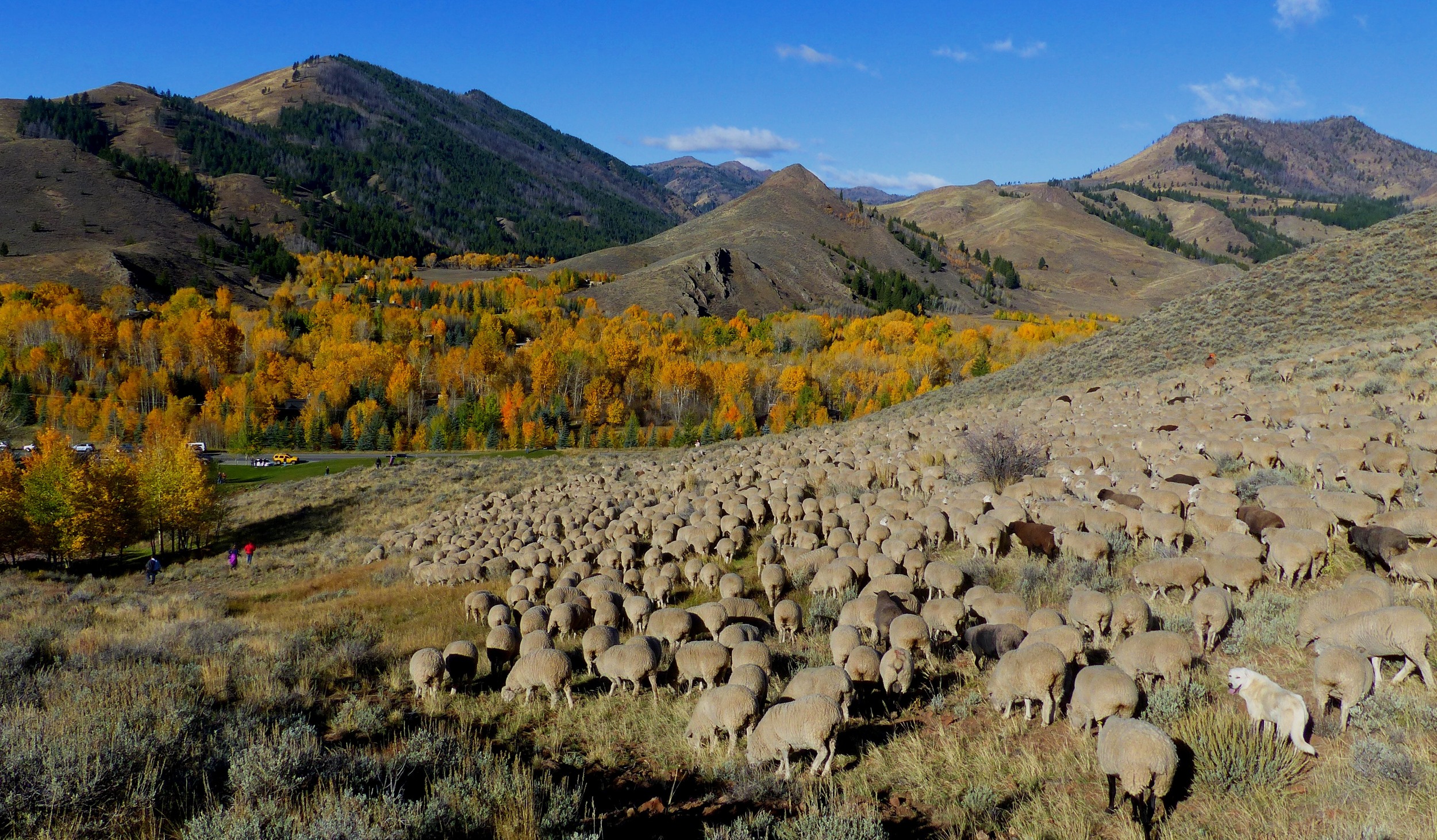 sheep heading down to valley.  Credit Carol Waller 2014.JPG
