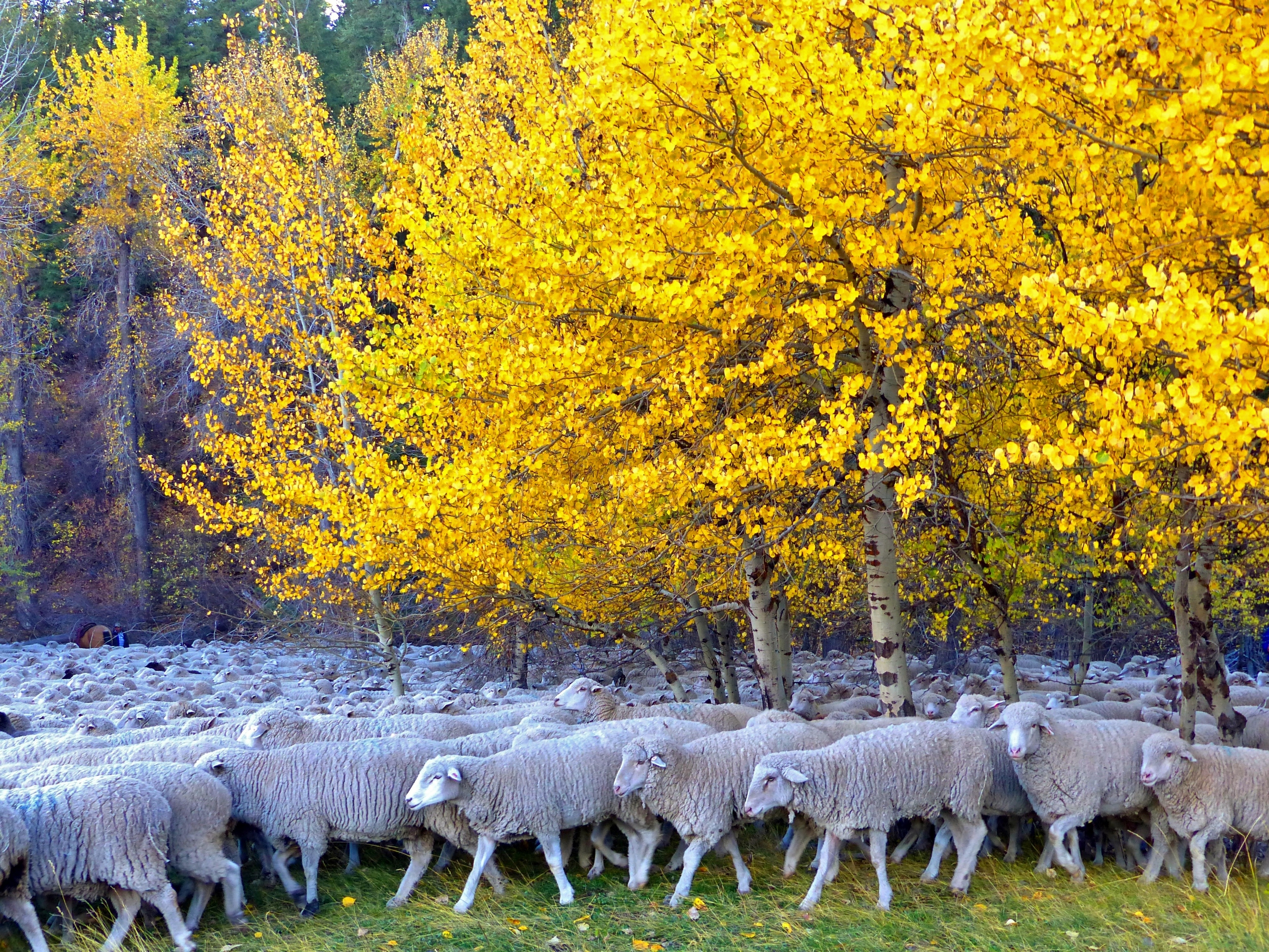 sheep under aspens best.  Credit Carol Waller 2014.JPG