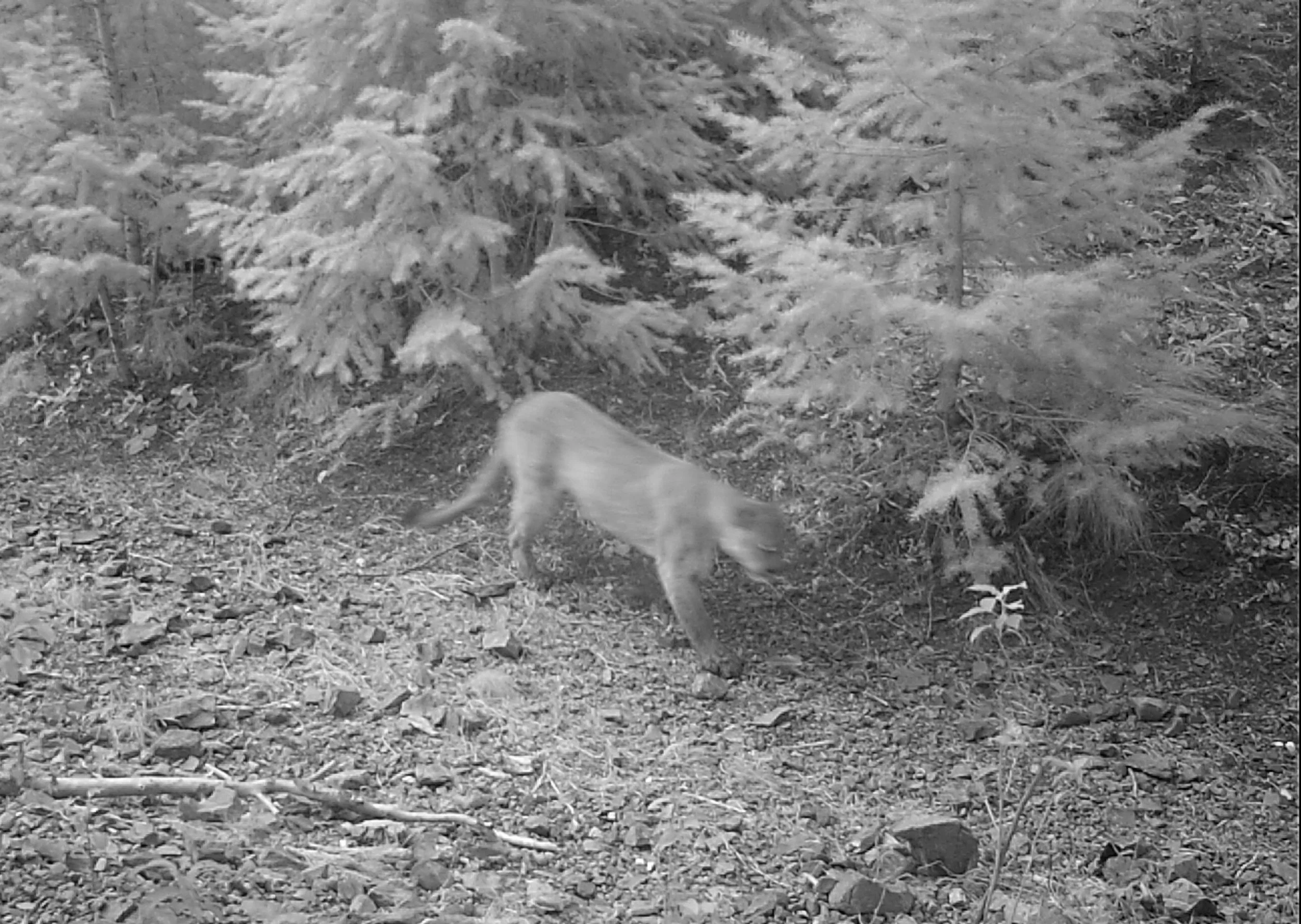 A cougar that was captured on one of the Wood River Wolf Project's camera traps in the Wood River Valley of Idaho. 