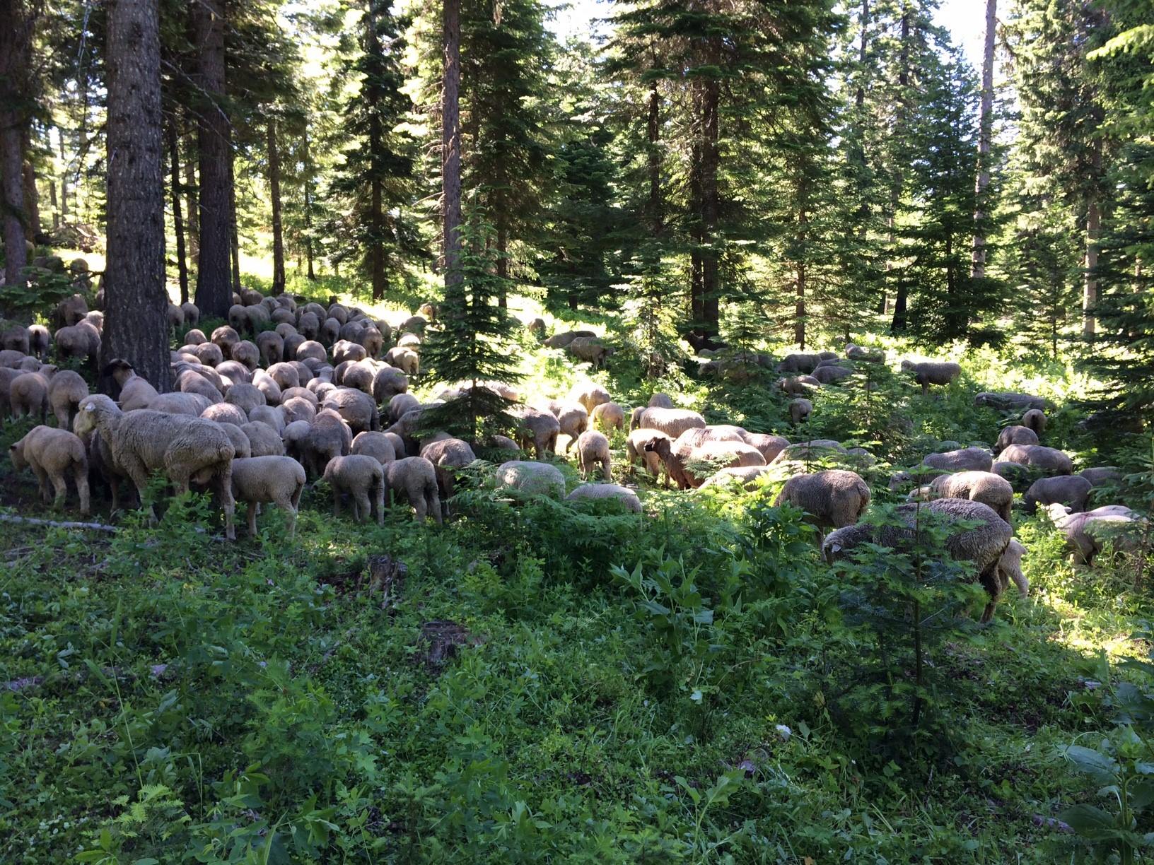A band of sheep belonging to Krebs Livestock in the Blue Mountains of Oregon. Credit: U.S. Forest Service - Umatilla National Forest