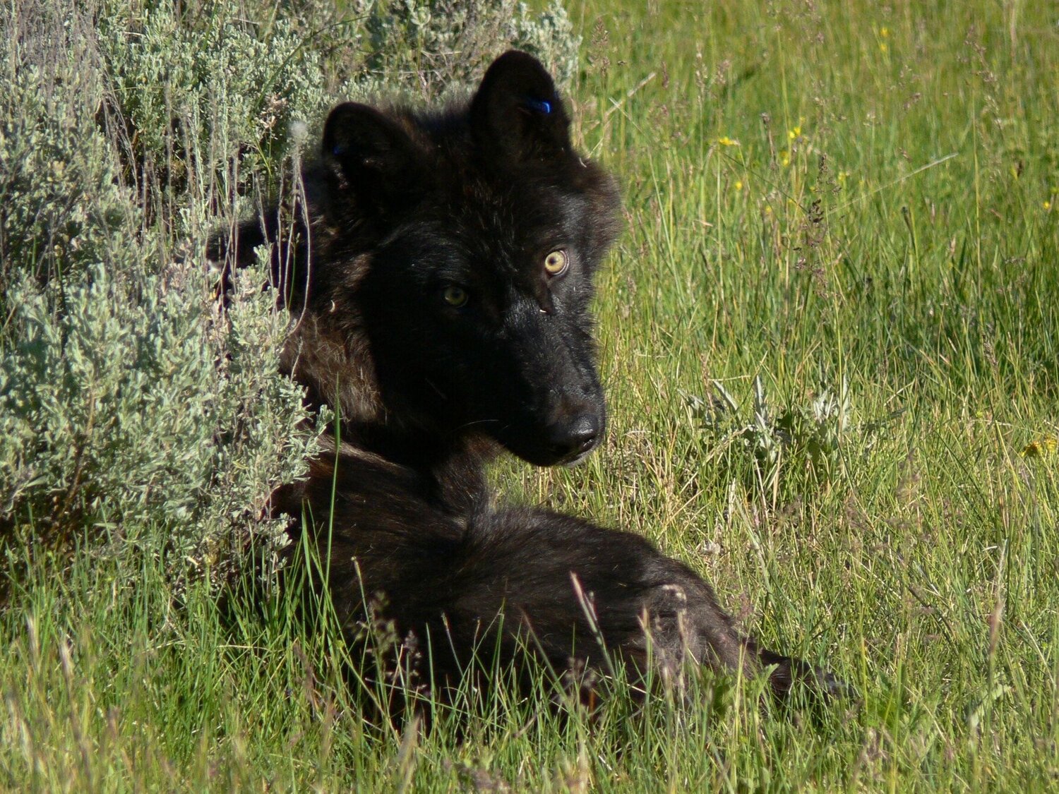 El Salto man shoots bear suspected of sheep killings, Animals in the News