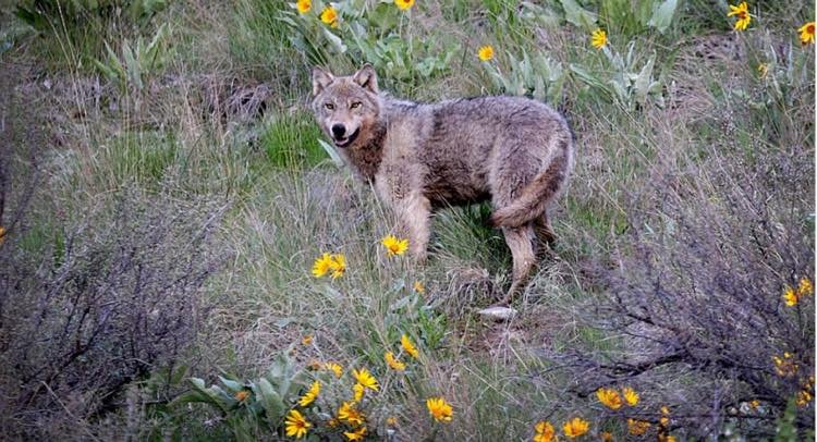 WOLF IN WILDFLOWERS