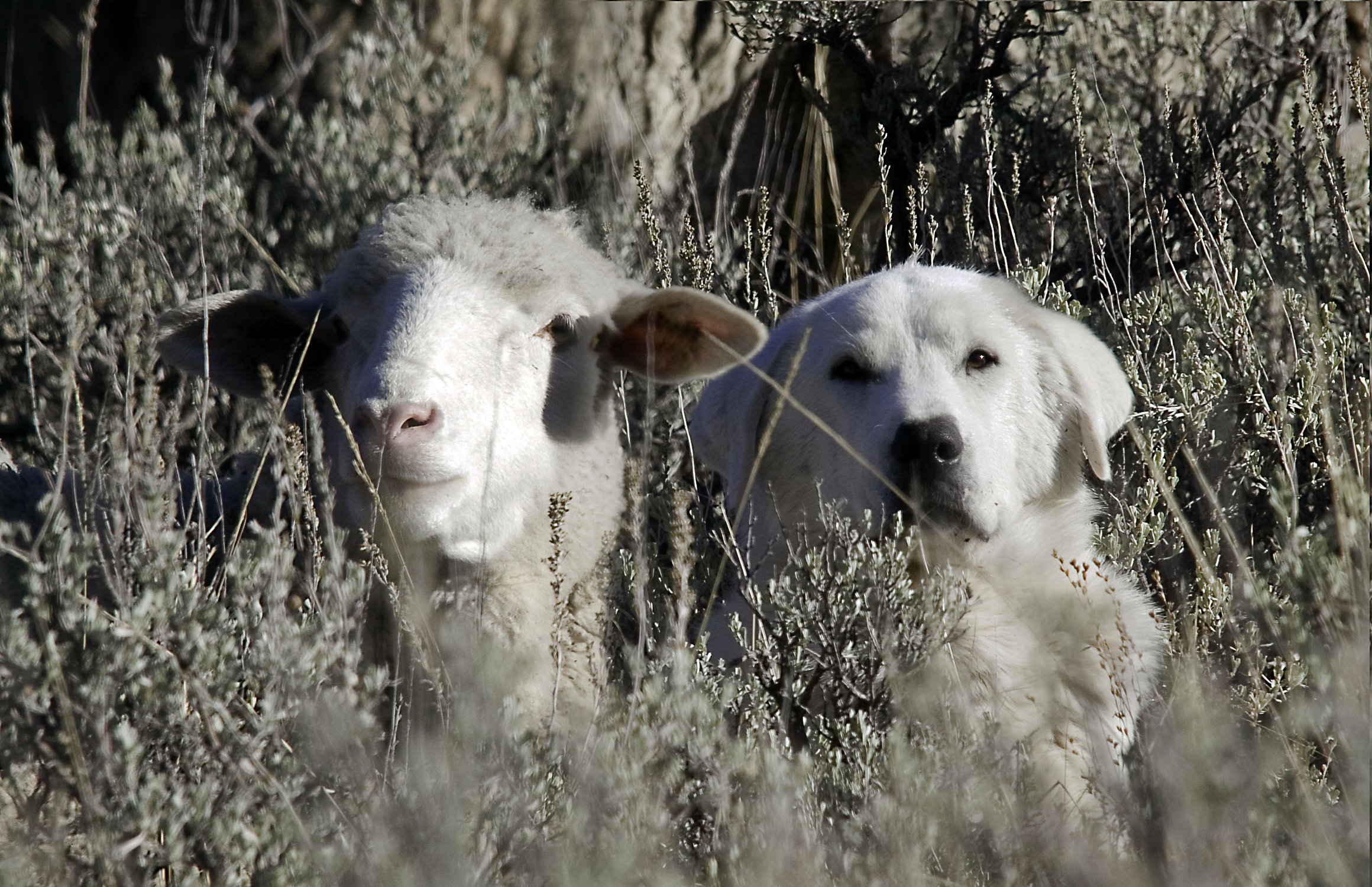 SHEEP AND LGD.jpg