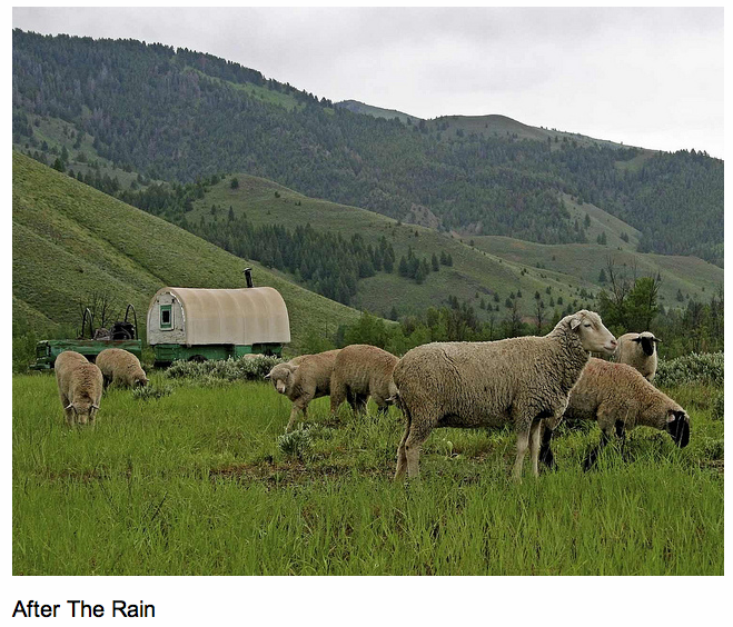 AfterTheRain.jpg