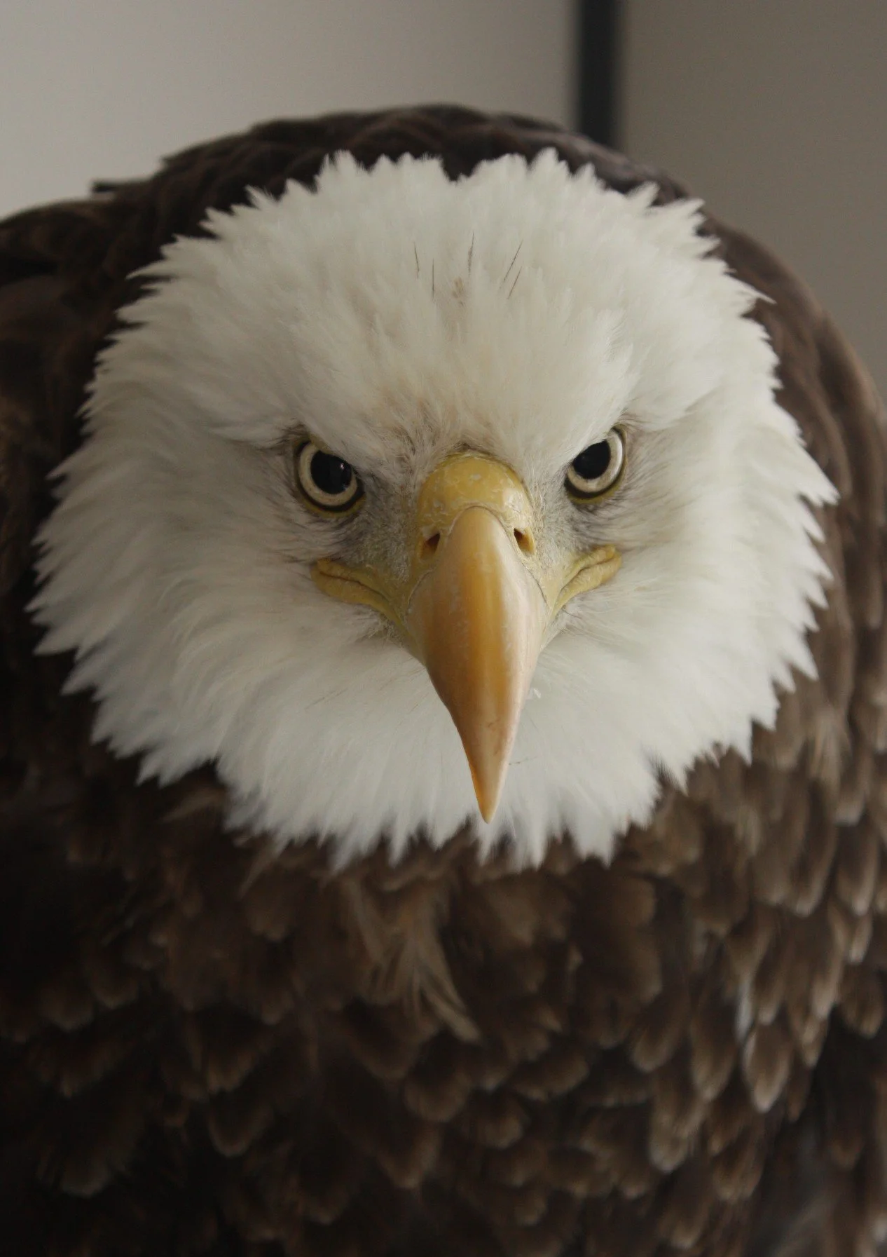 Montana Raptor Conservation Center — Biocene Foundation