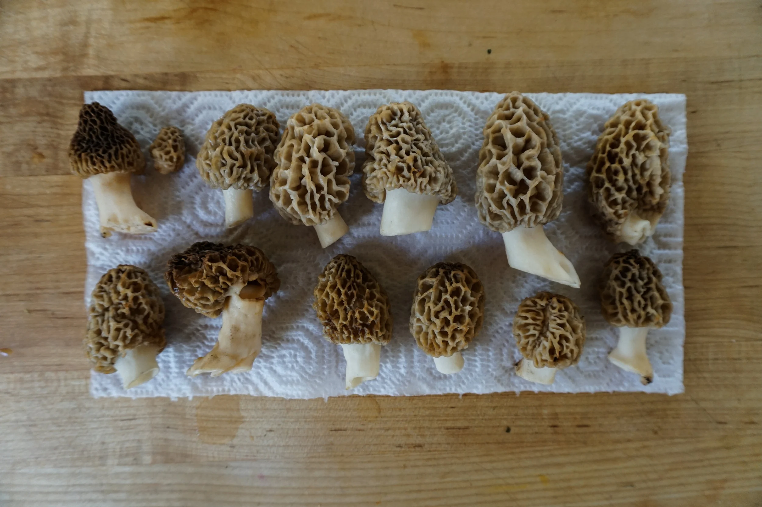 Foraging