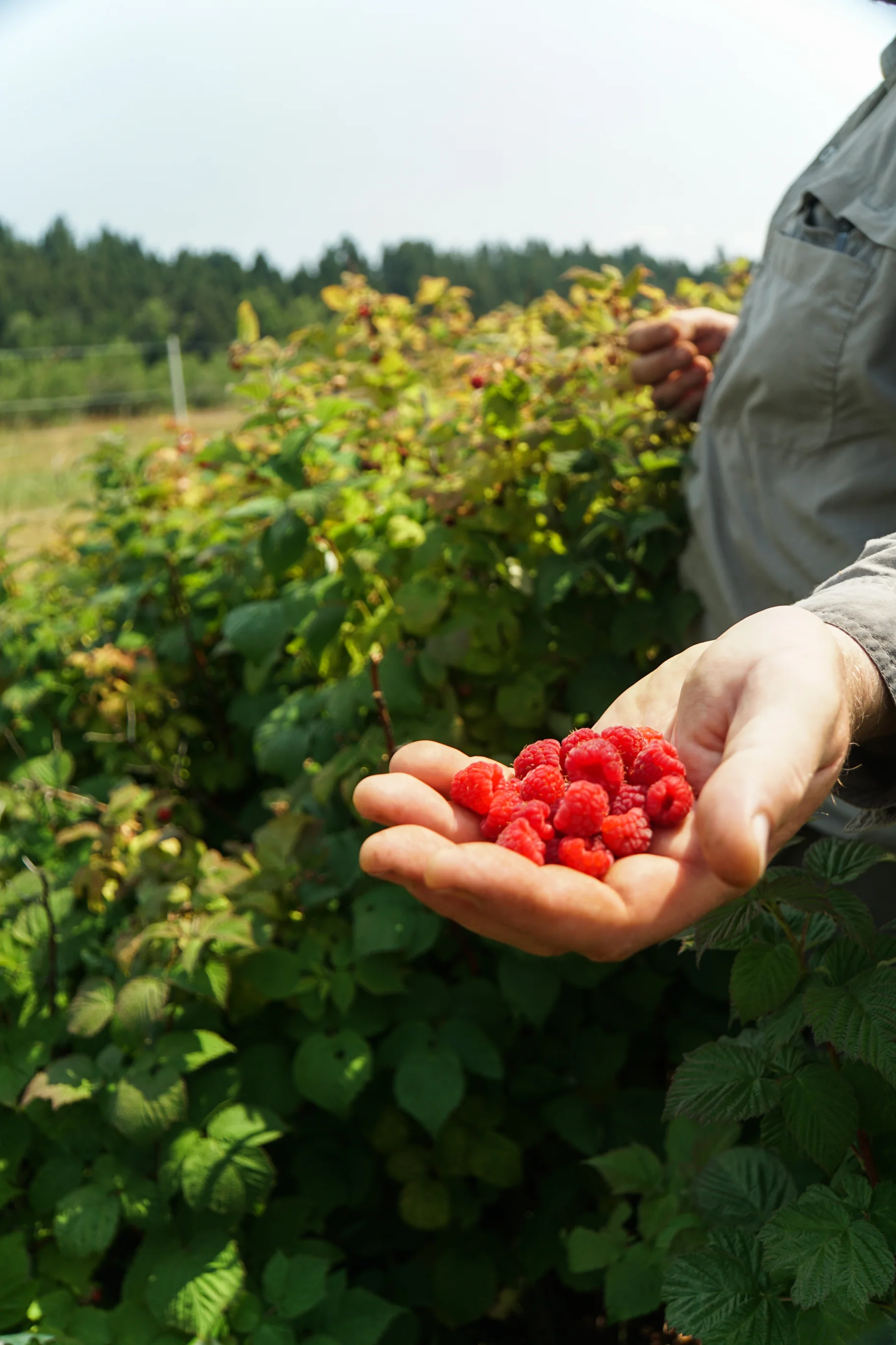 You-Pick Farms