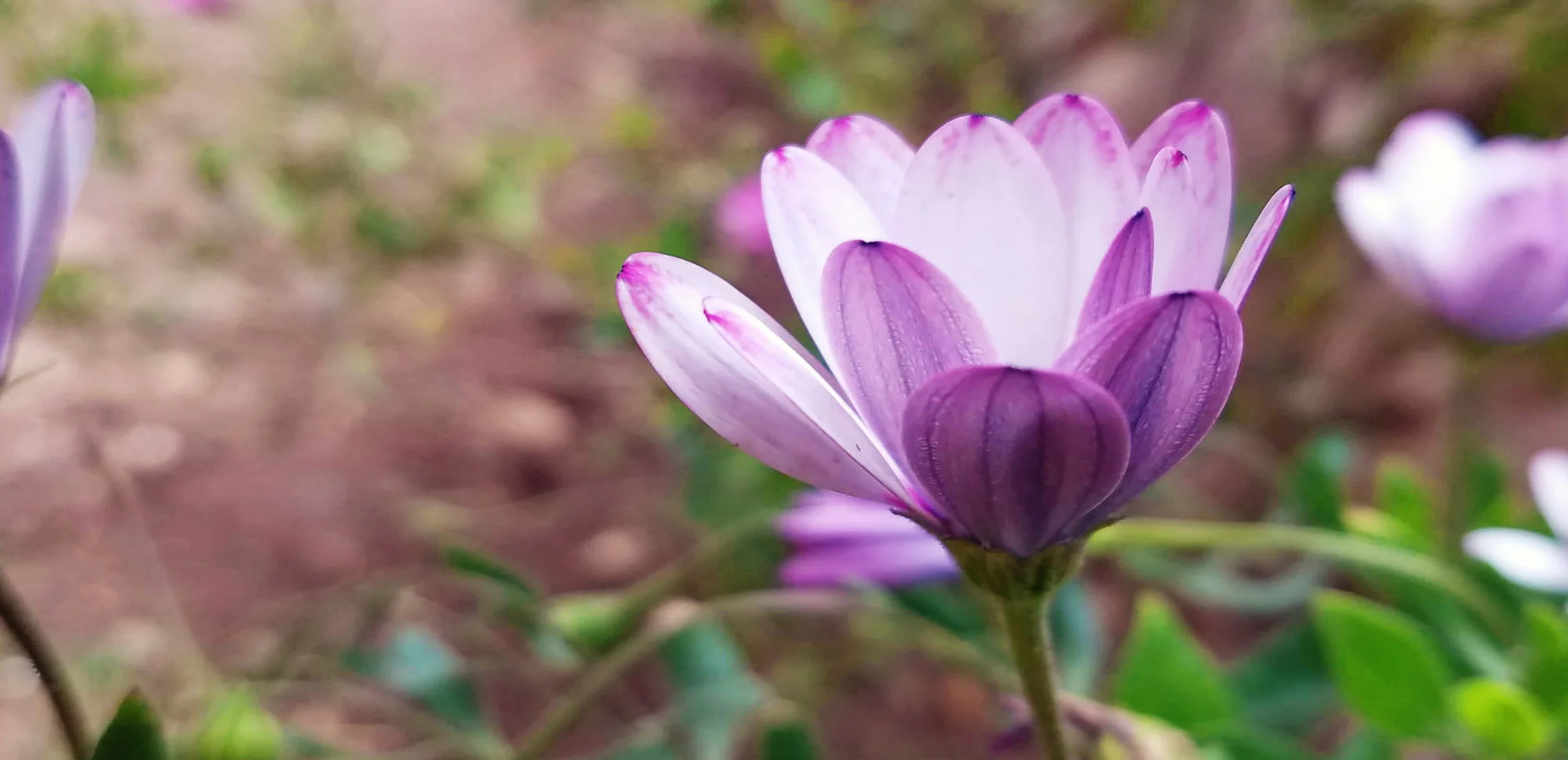 flower.jpg