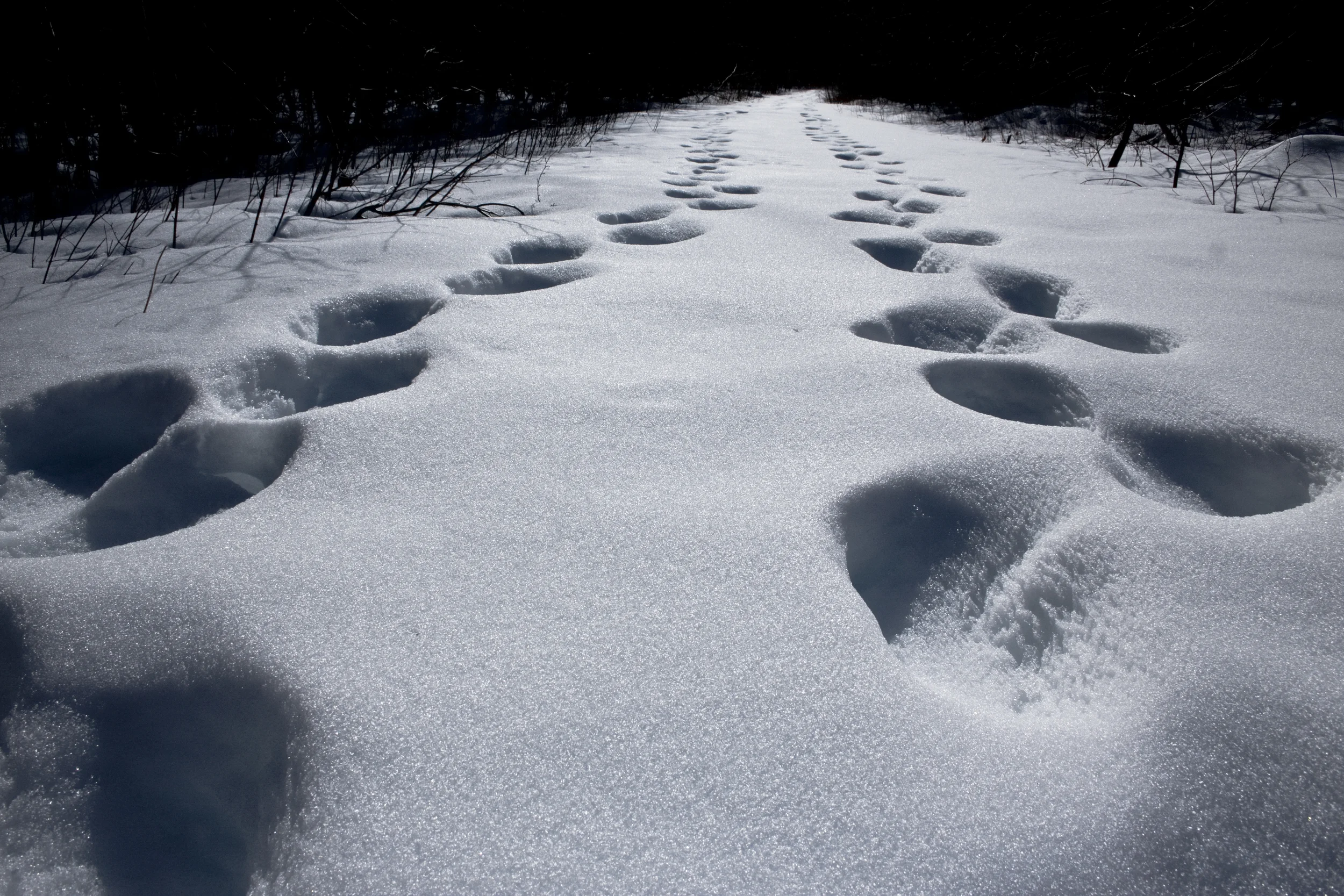 snow prints.jpg